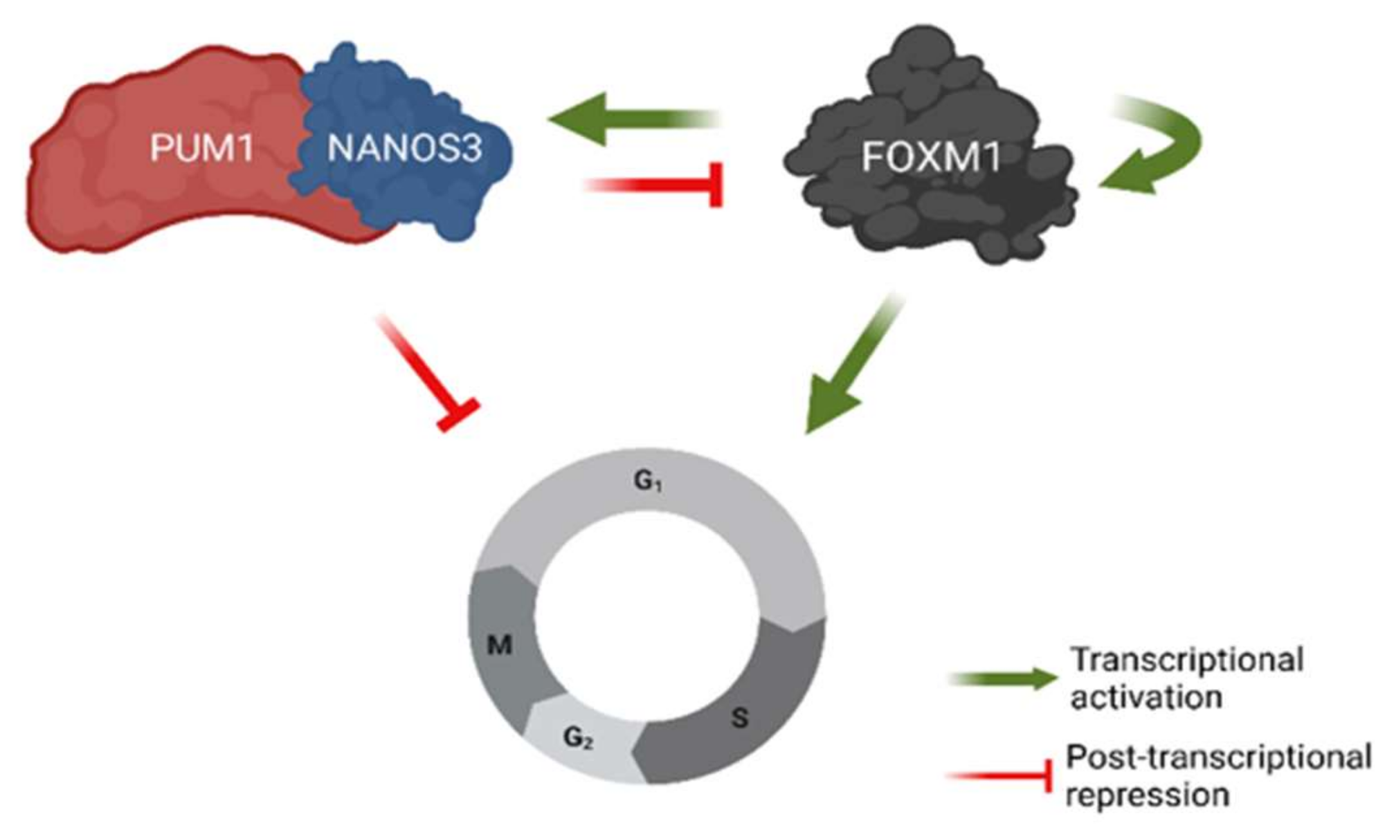 Ijms 23 06592 g007 Ijms 23 06592 g007