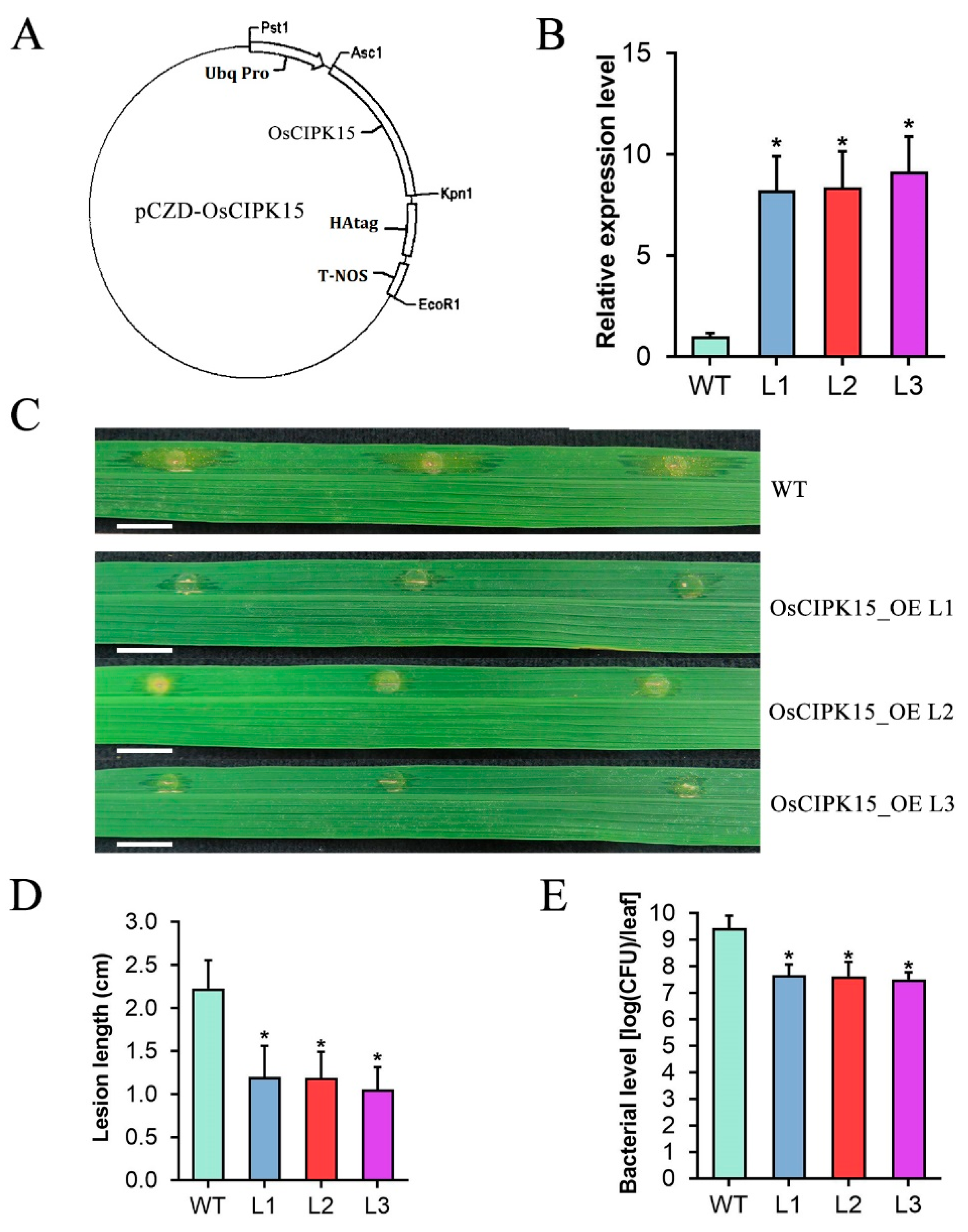 Ijms 23 06622 g007 550