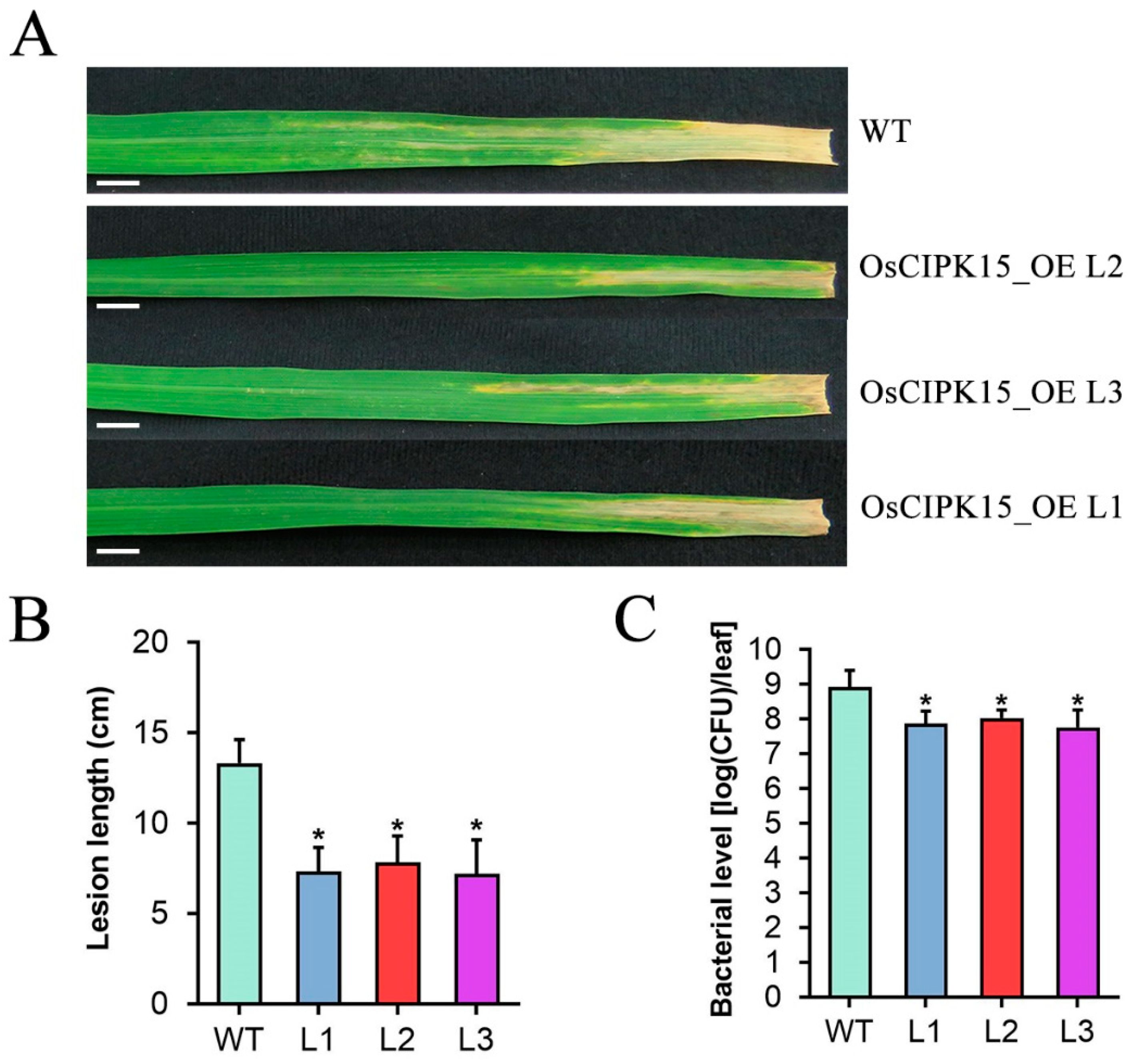 Ijms 23 06622 g008 550