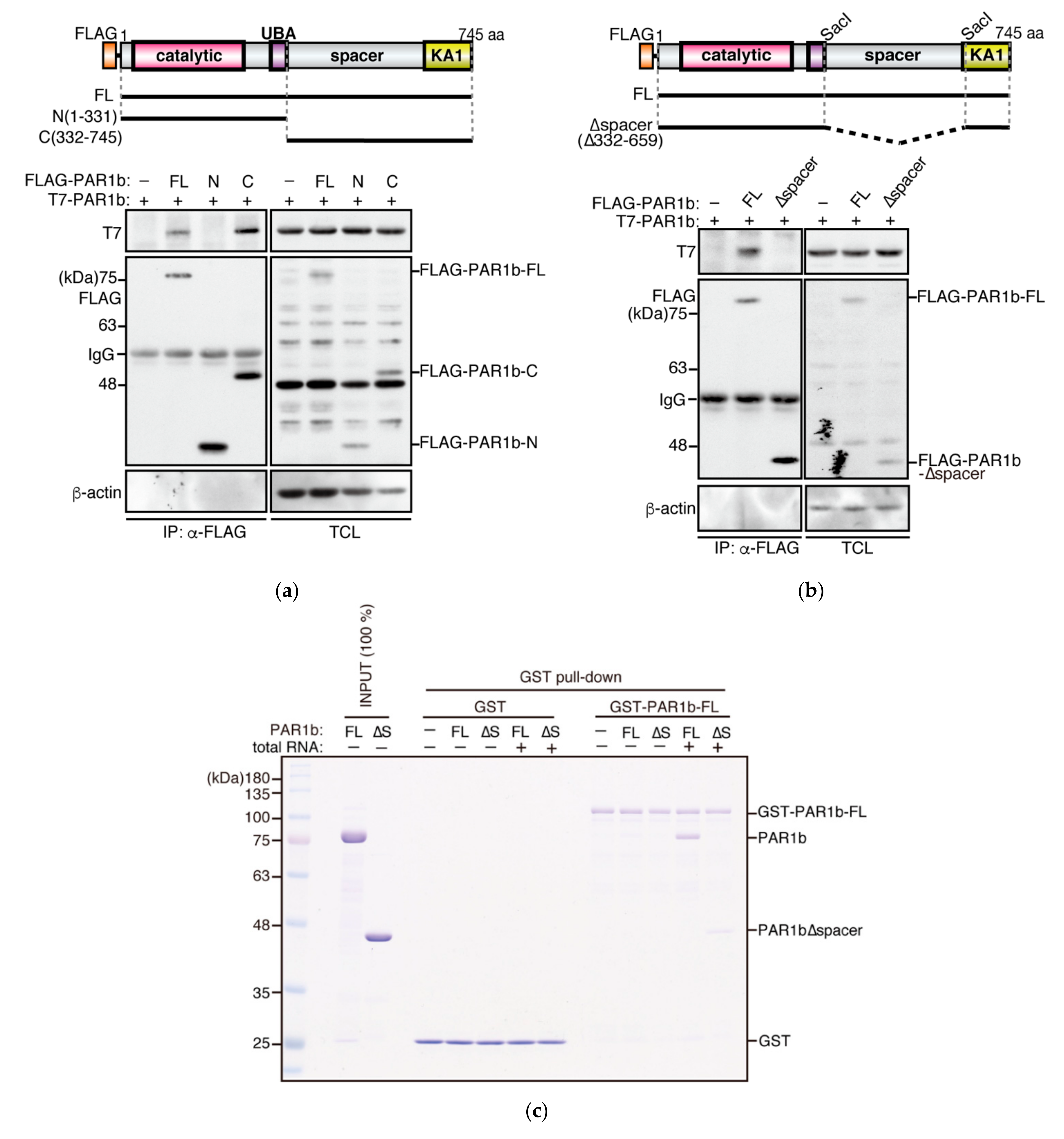 Ijms 23 06634 g002 550