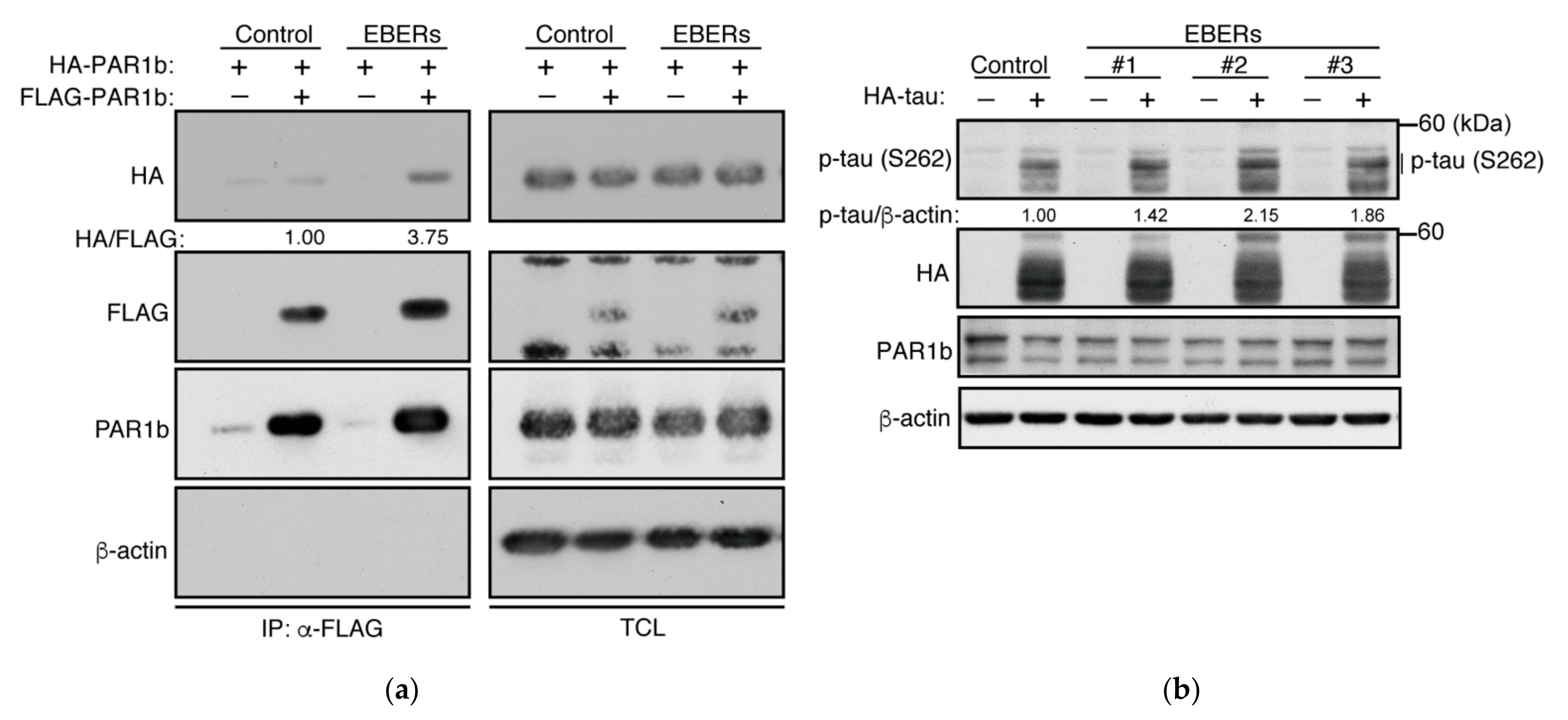 Ijms 23 06634 g006 550