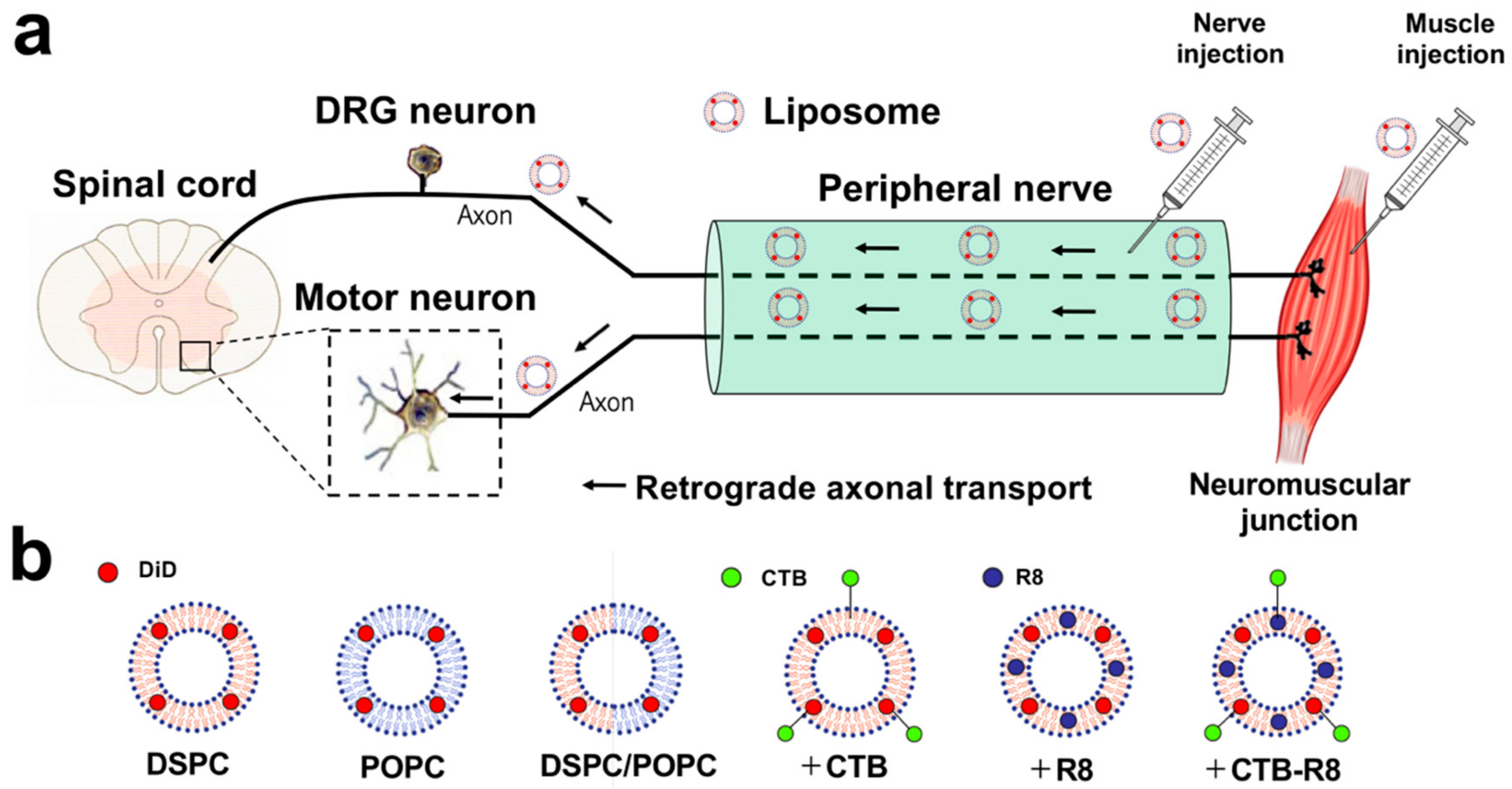 Ijms 23 06661 g001 Ijms 23 06661 g001