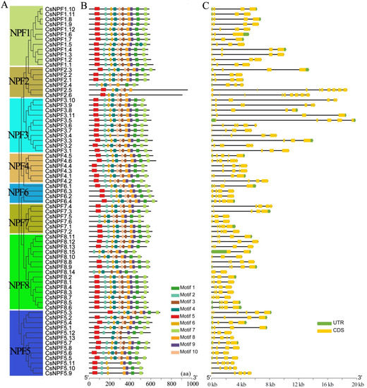 Systematic Investigation and Expression Profiles of the Nitrate ...