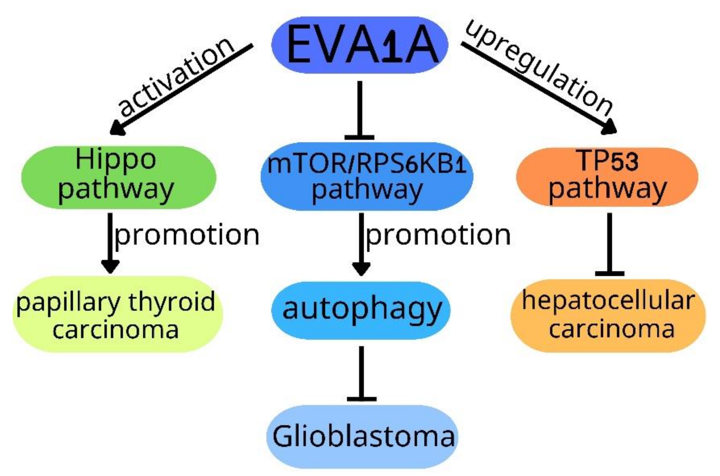 Ijms 23 06665 g001 Ijms 23 06665 g001