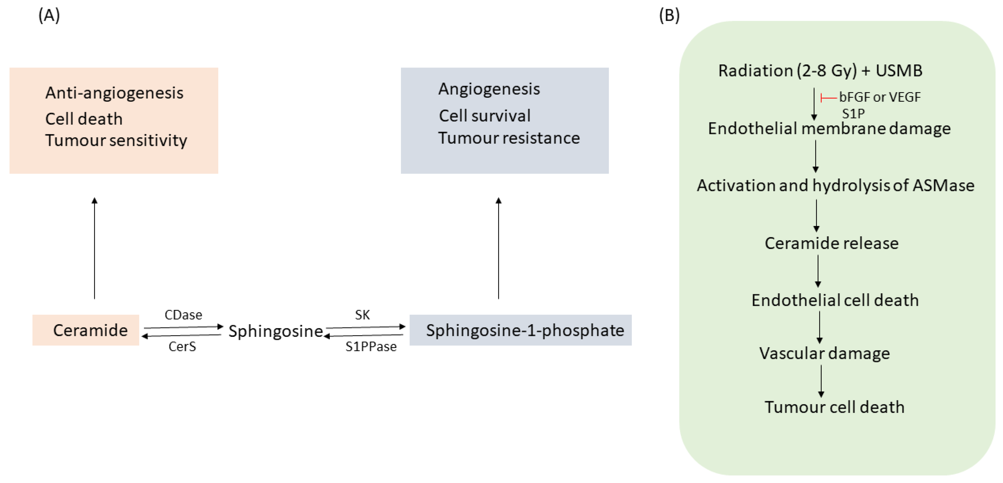 Ijms 23 06671 g002 550