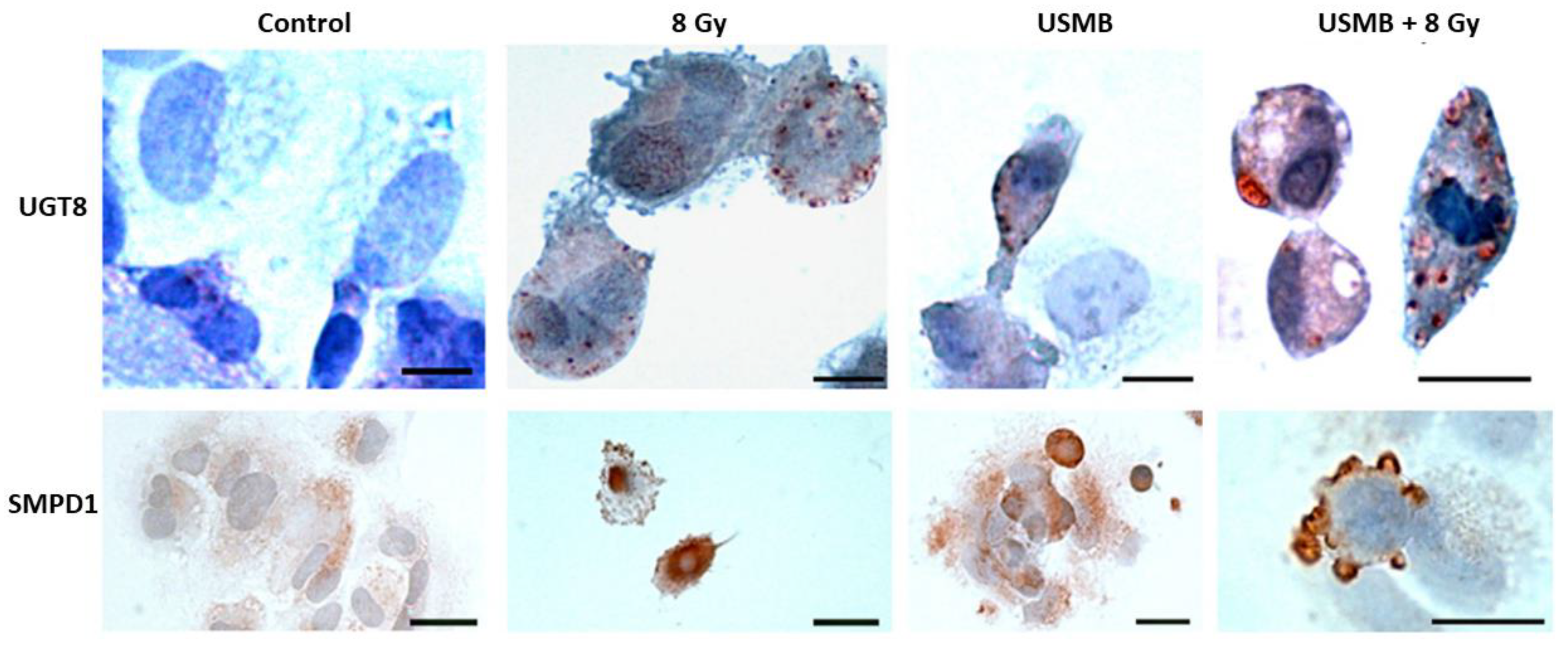 Ijms 23 06671 g005 550