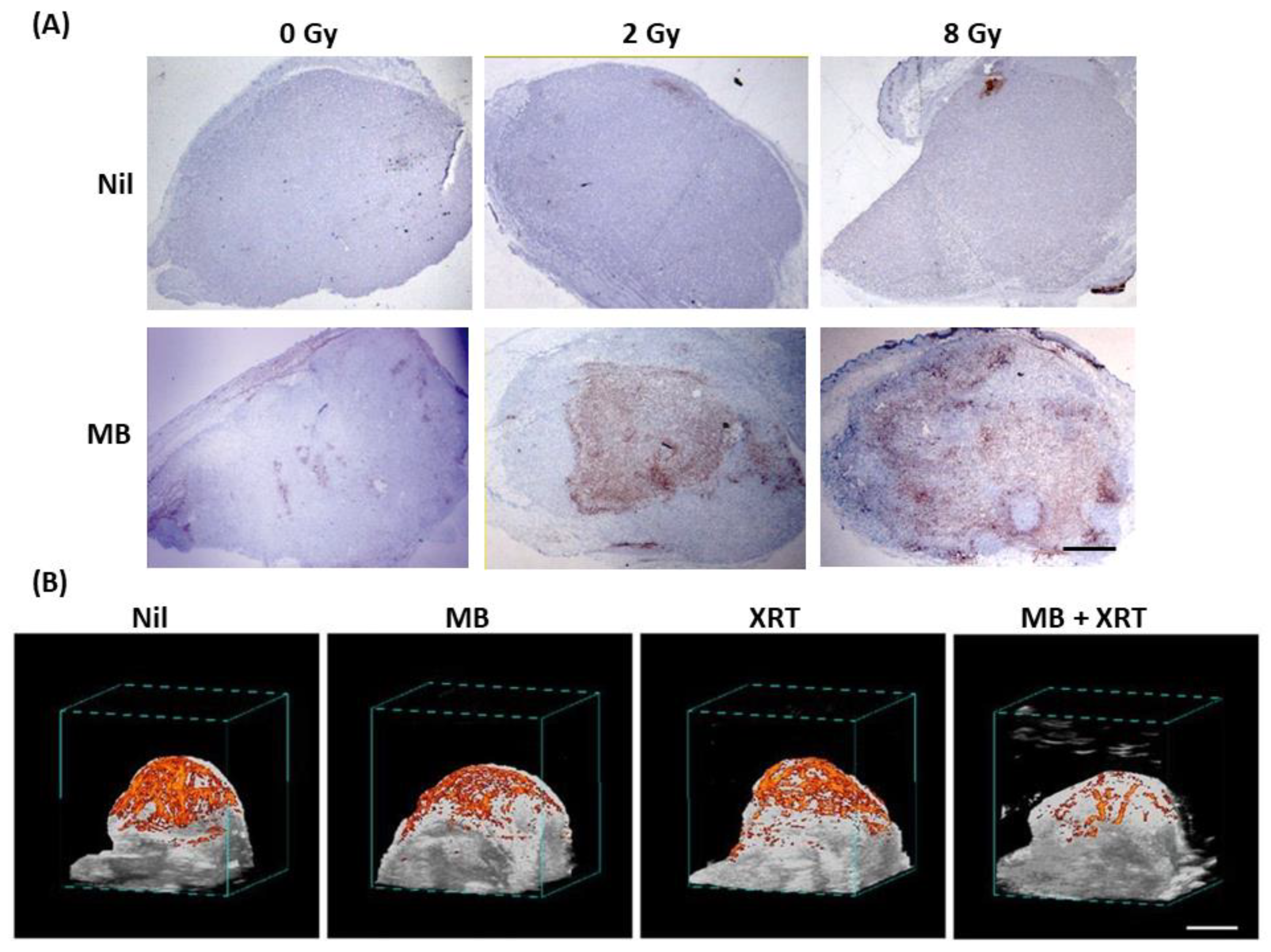 Ijms 23 06671 g006 550