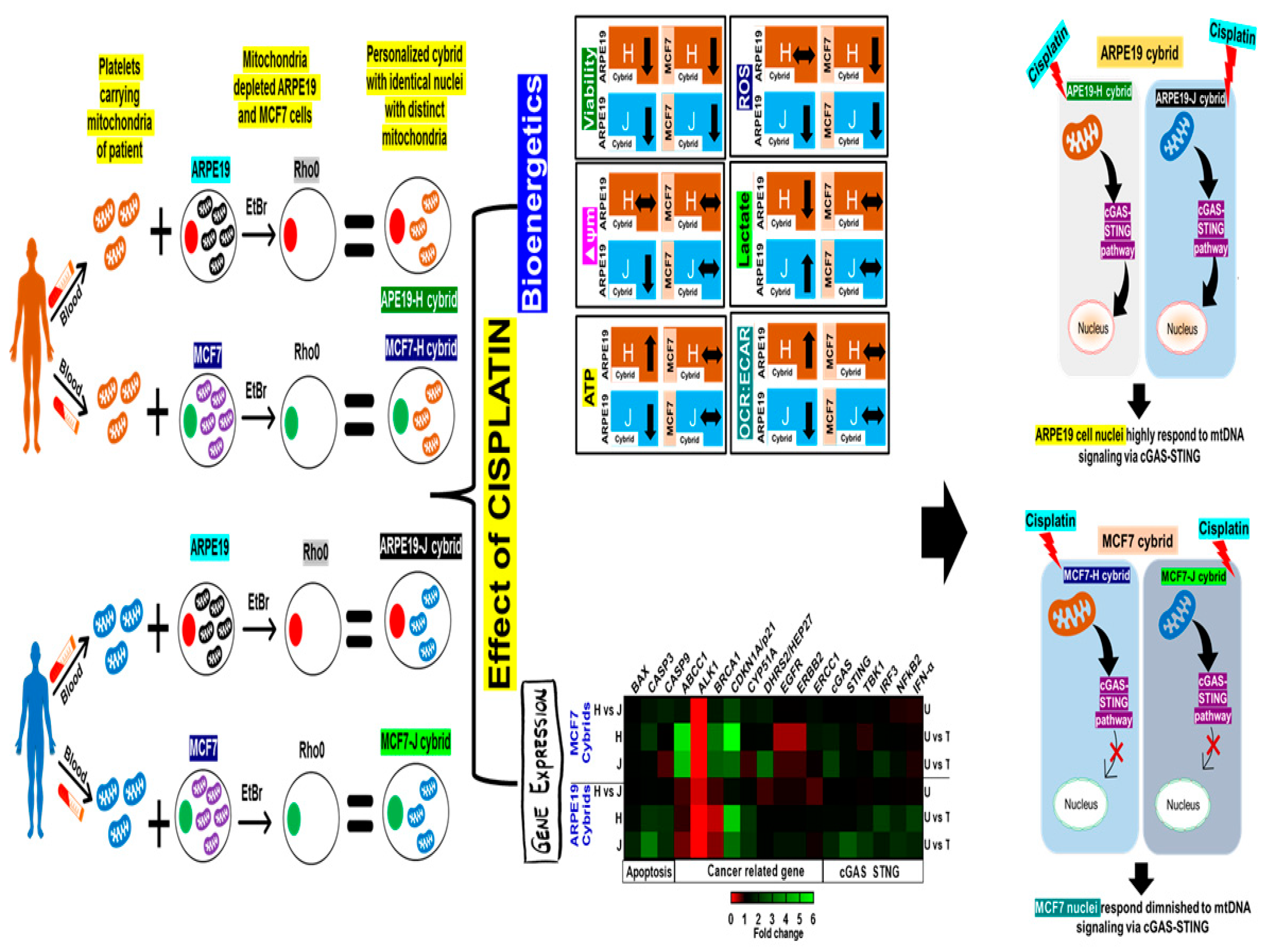 Ijms 23 06687 g005 Ijms 23 06687 g005