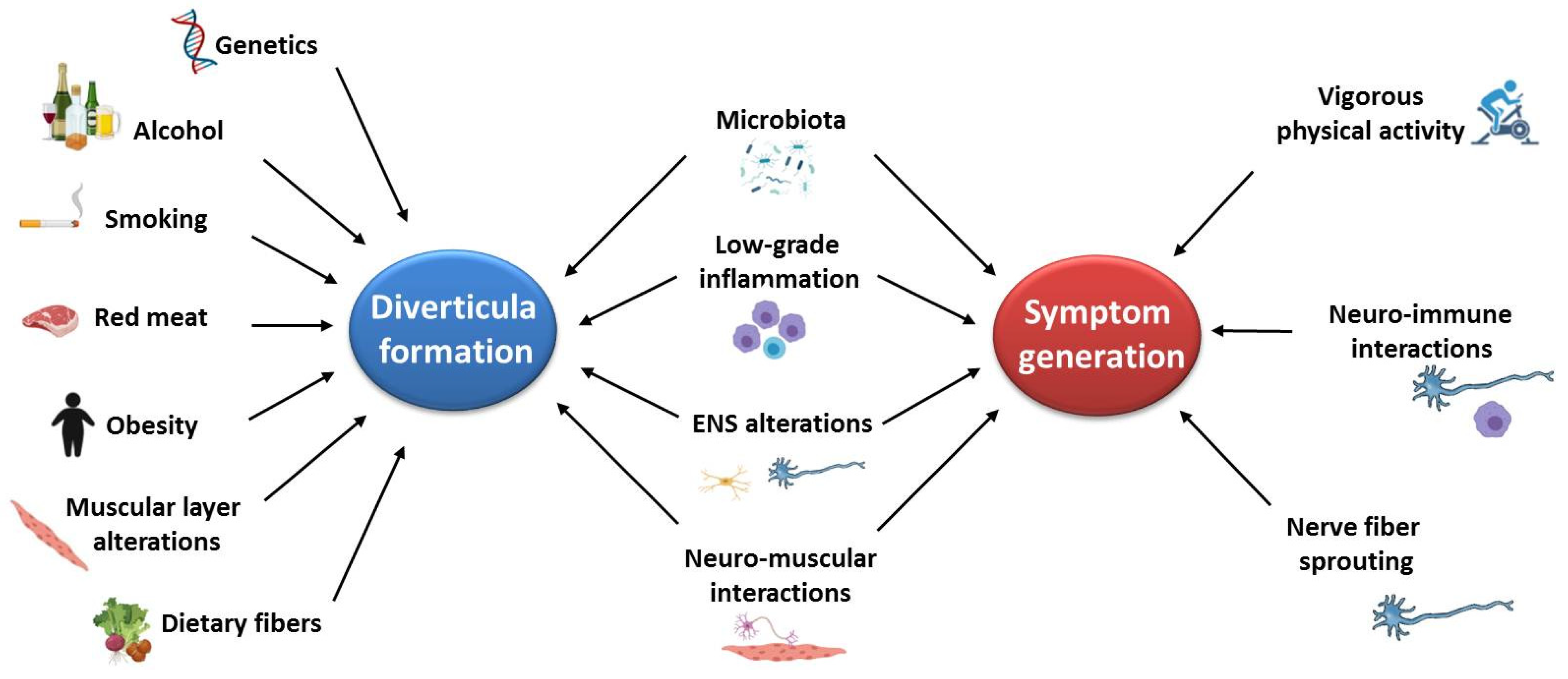 ijms-free-full-text-pathophysiology-of-diverticular-disease-from