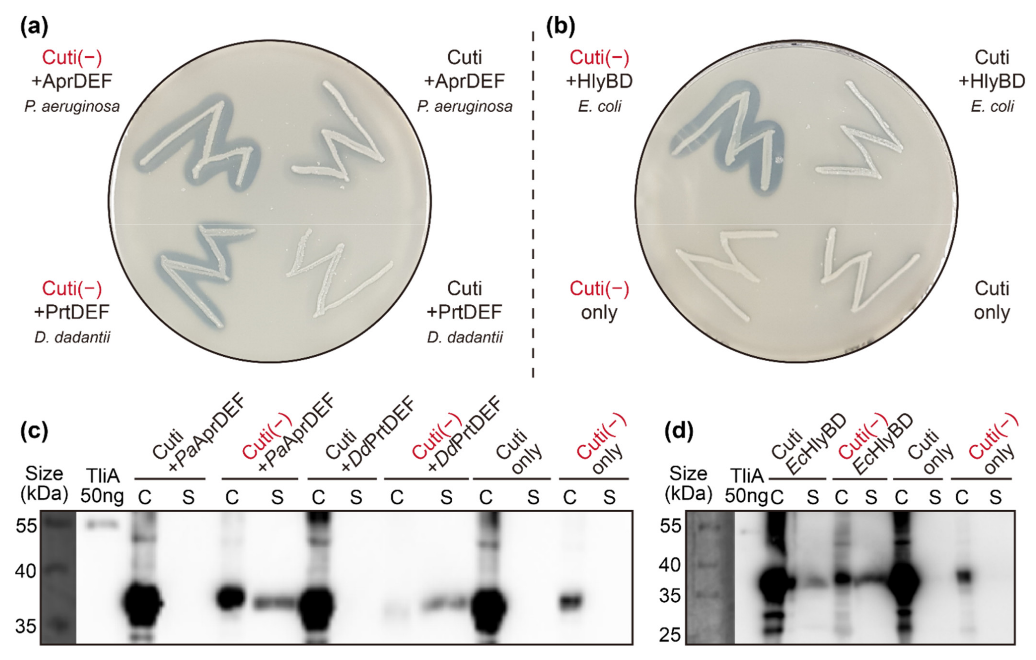 Ijms 23 06700 g008 550