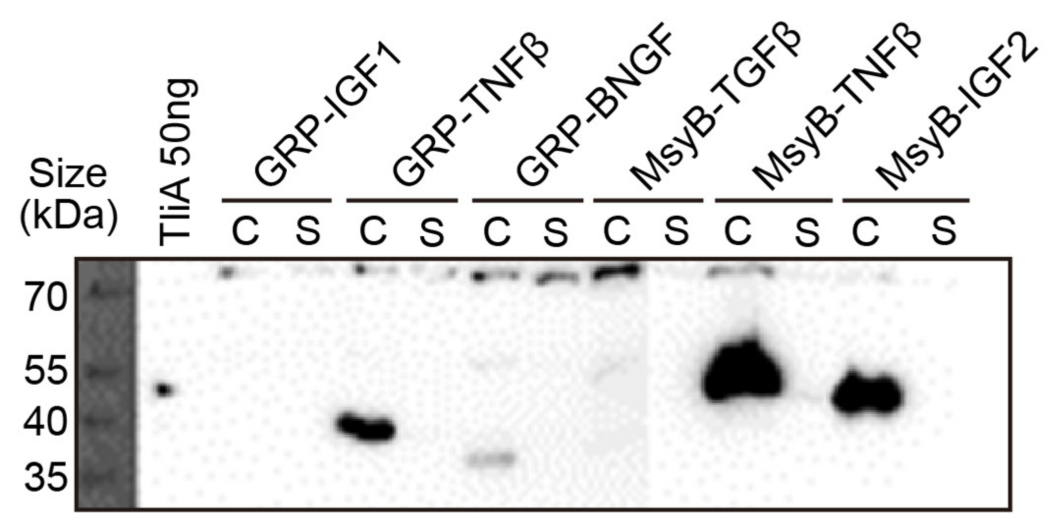Ijms 23 06700 g0a5 550