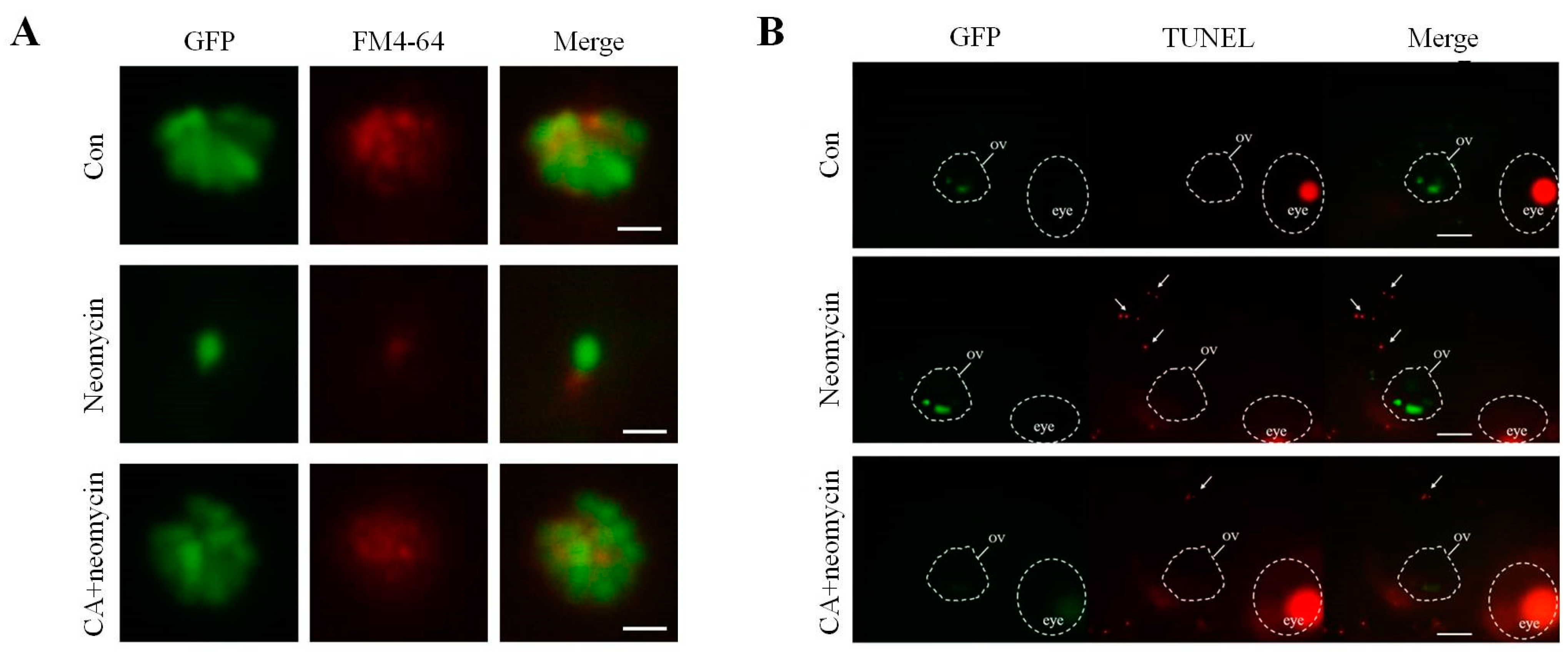 Ijms 23 06701 g003 550