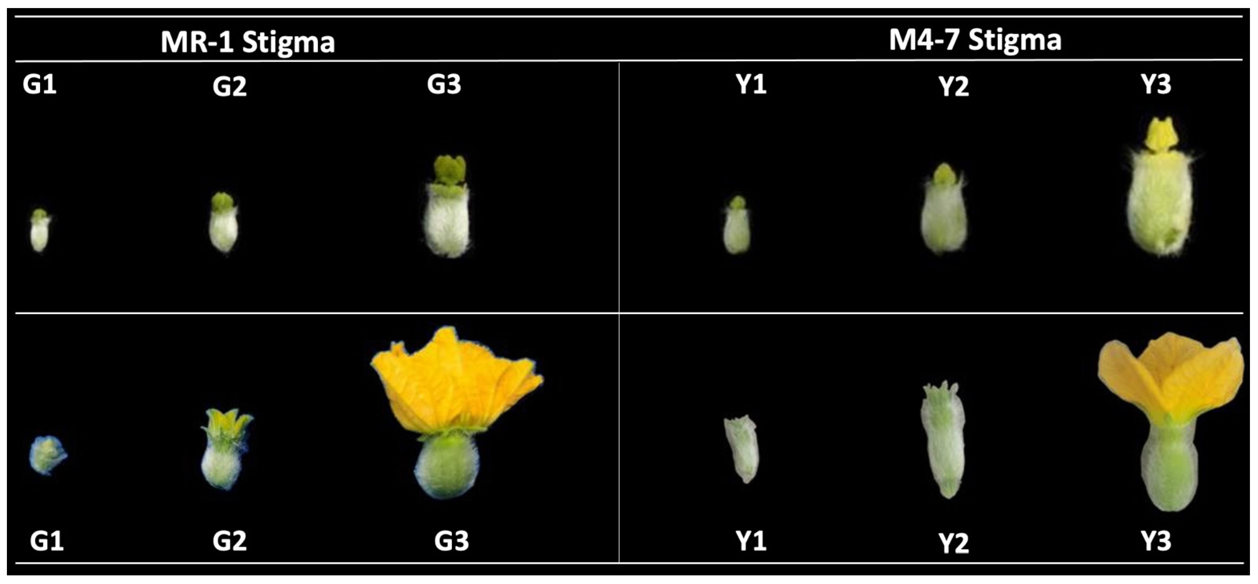 Ijms 23 06721 g001 550