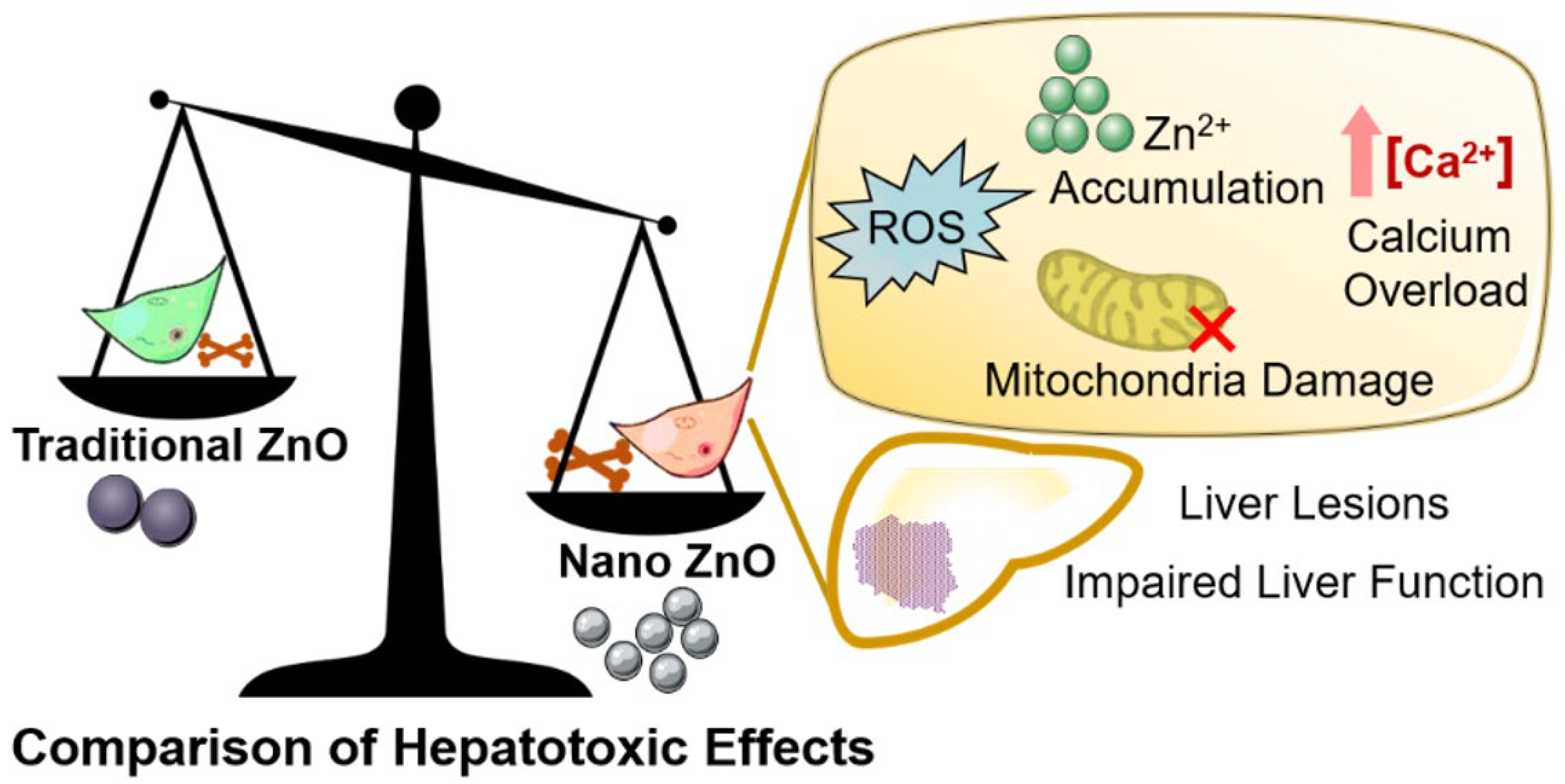 IJMS Free FullText Lethality of Zinc Oxide Nanoparticles Surpasses