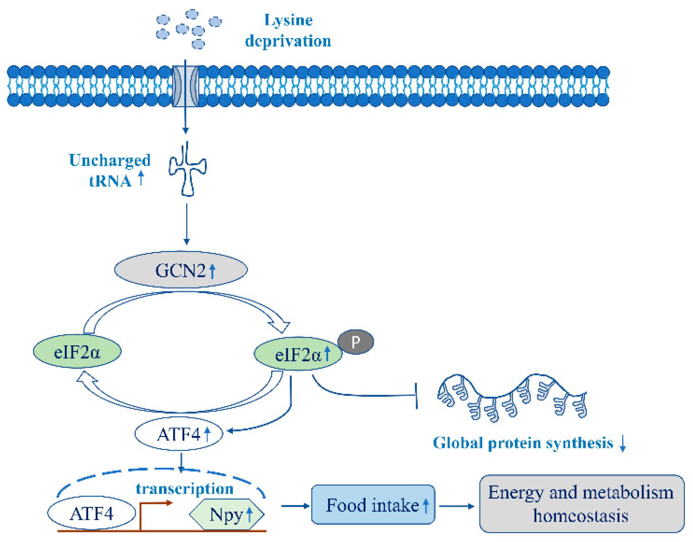 Ijms 23 06727 g007 550