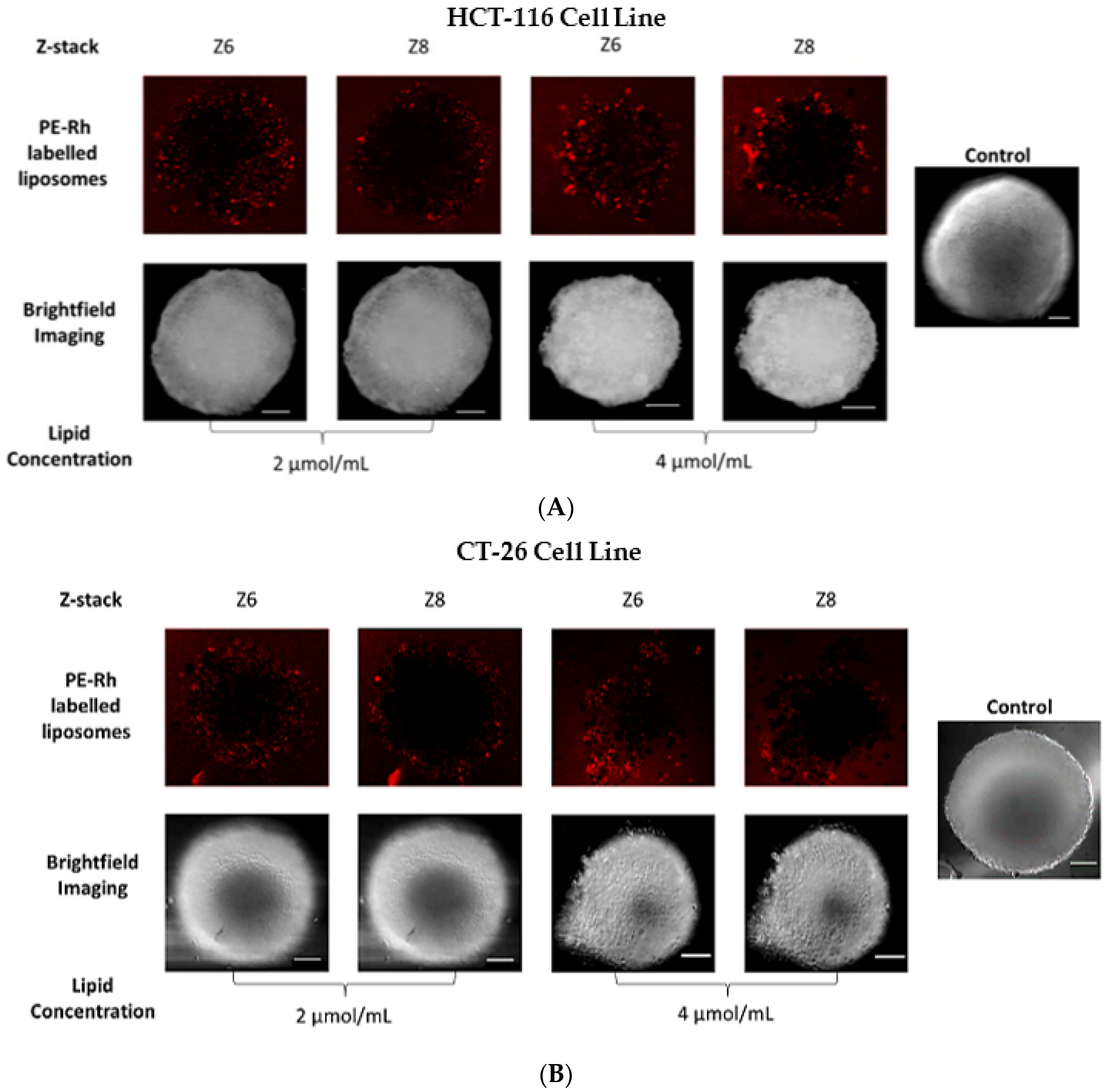 Ijms 23 06728 g004 550