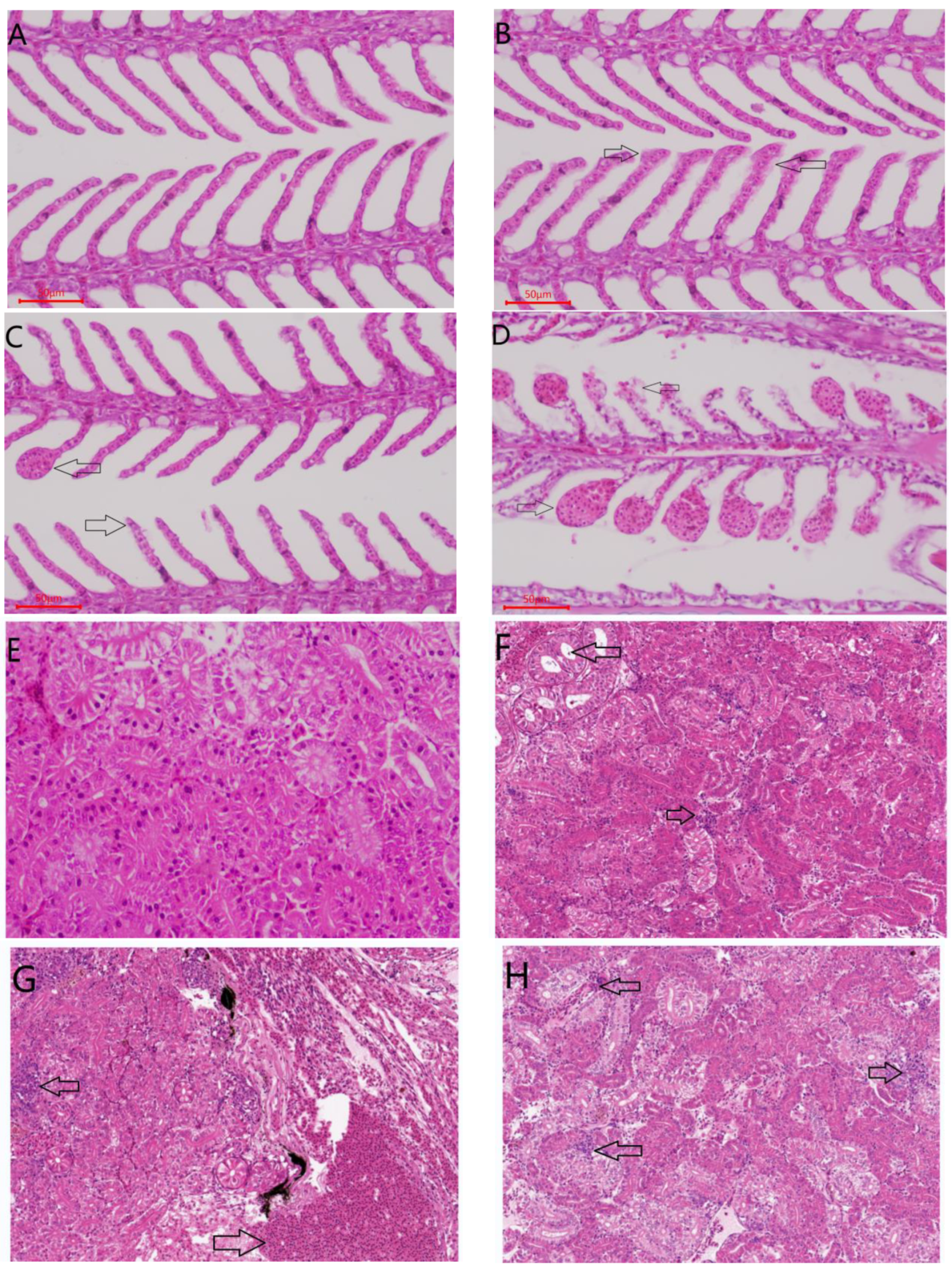 Ijms 23 06733 g009a 550