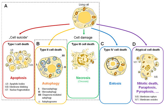 IJMS | Free Full-Text | To Die or Not to Die: Cell Death in Biology and  Disease