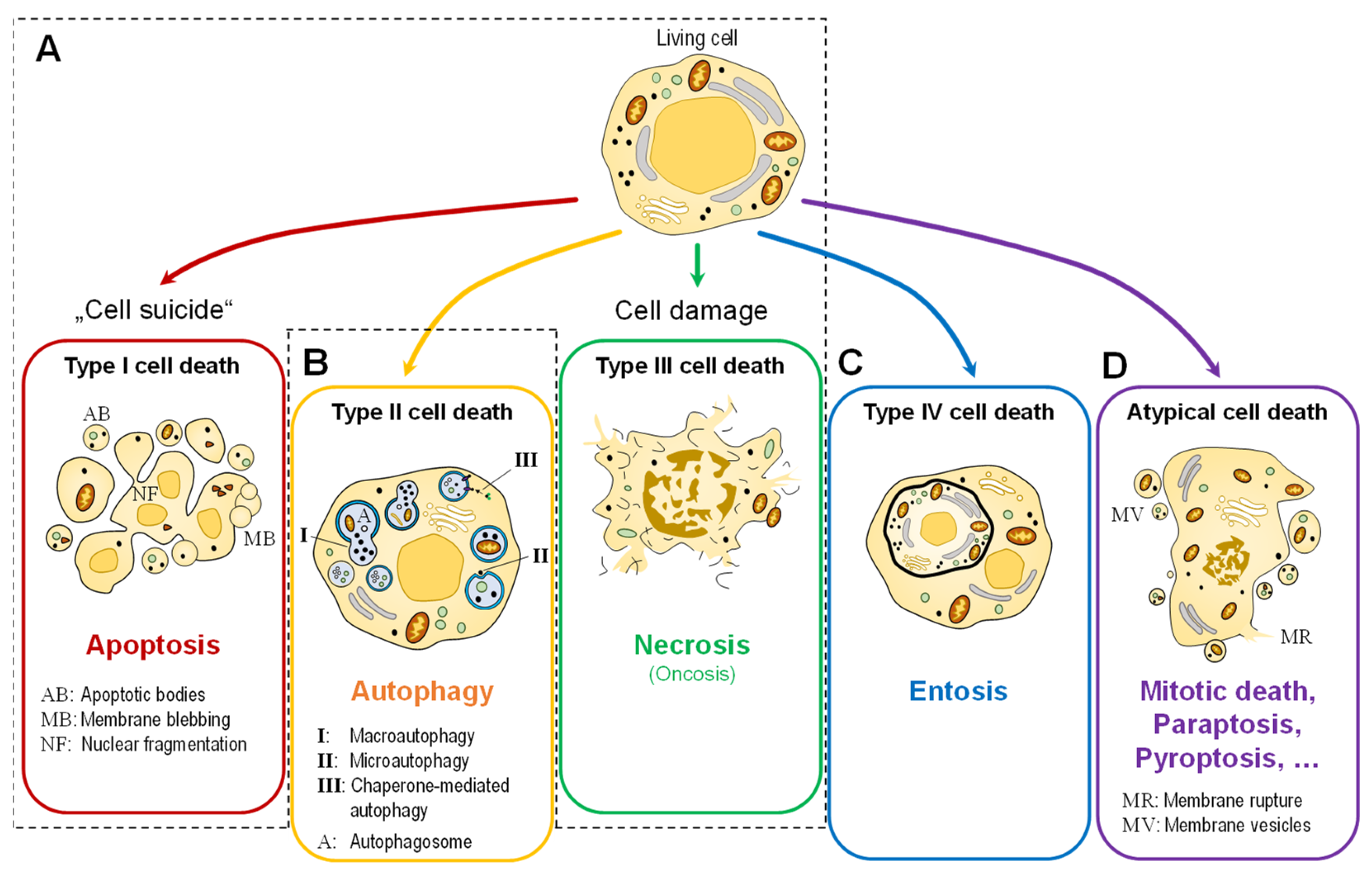 IJMS Free FullText To Die or Not to Die Cell Death in Biology and