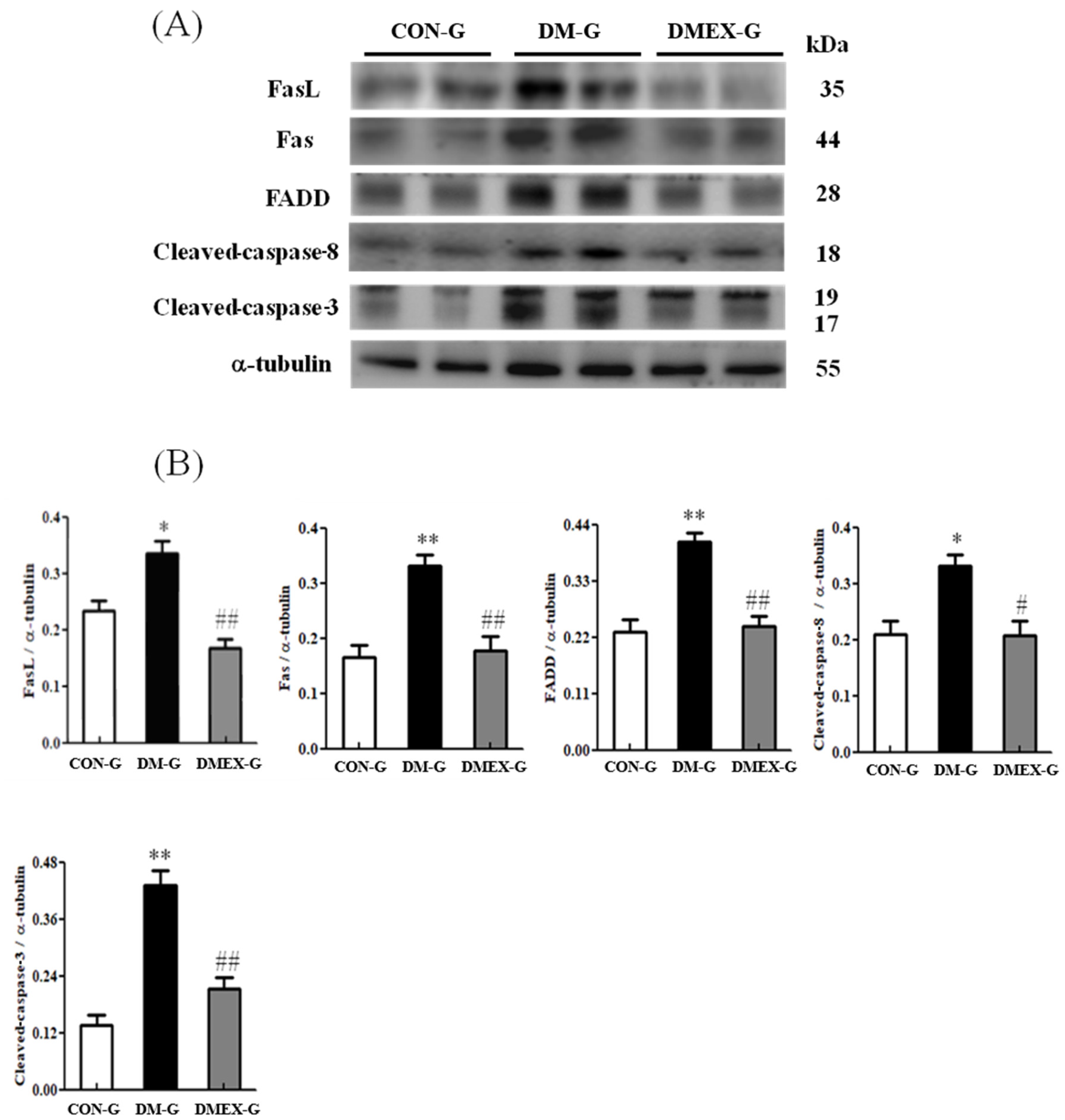 Ijms 23 06740 g002 550