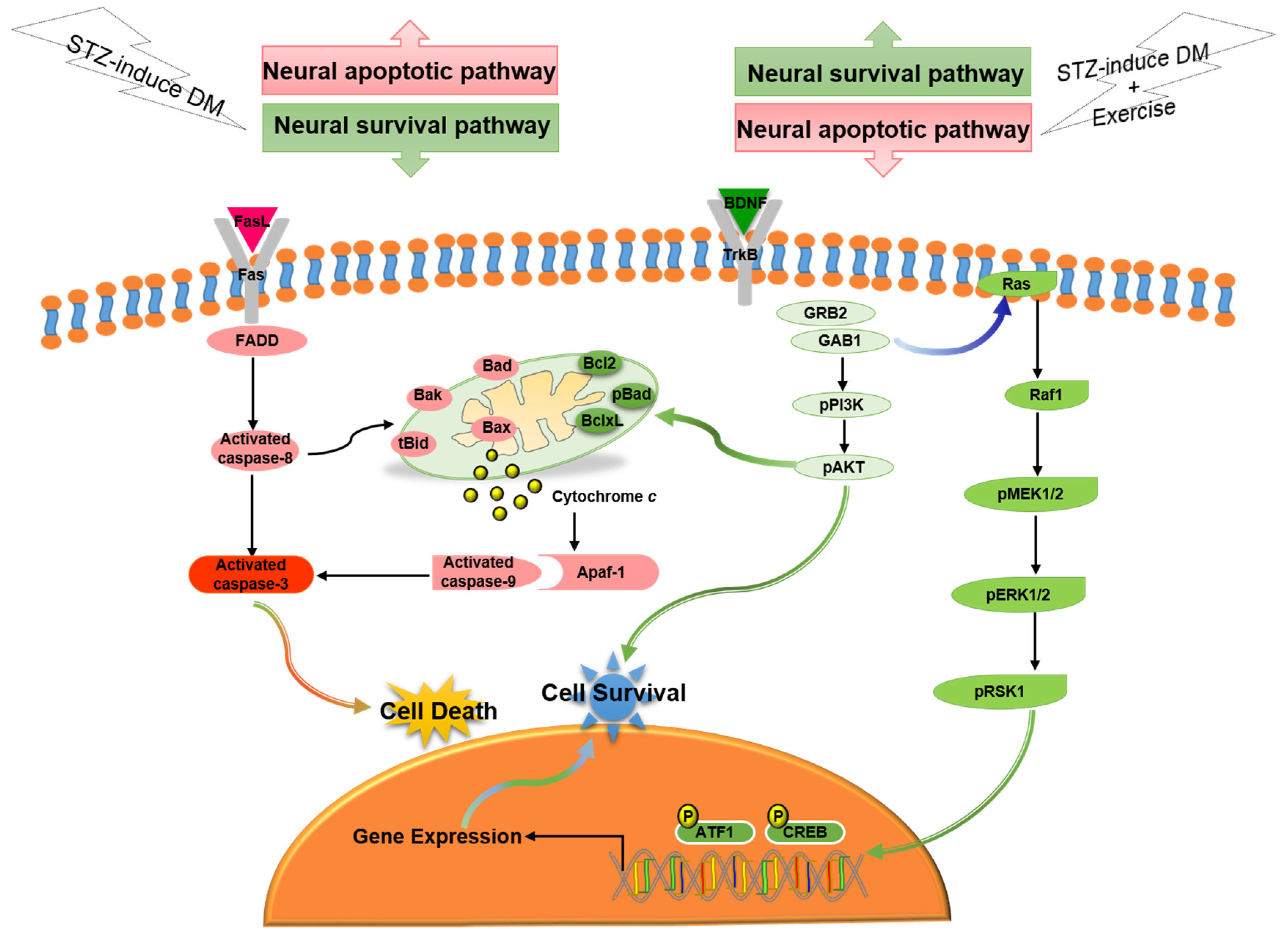 Ijms 23 06740 g006 550
