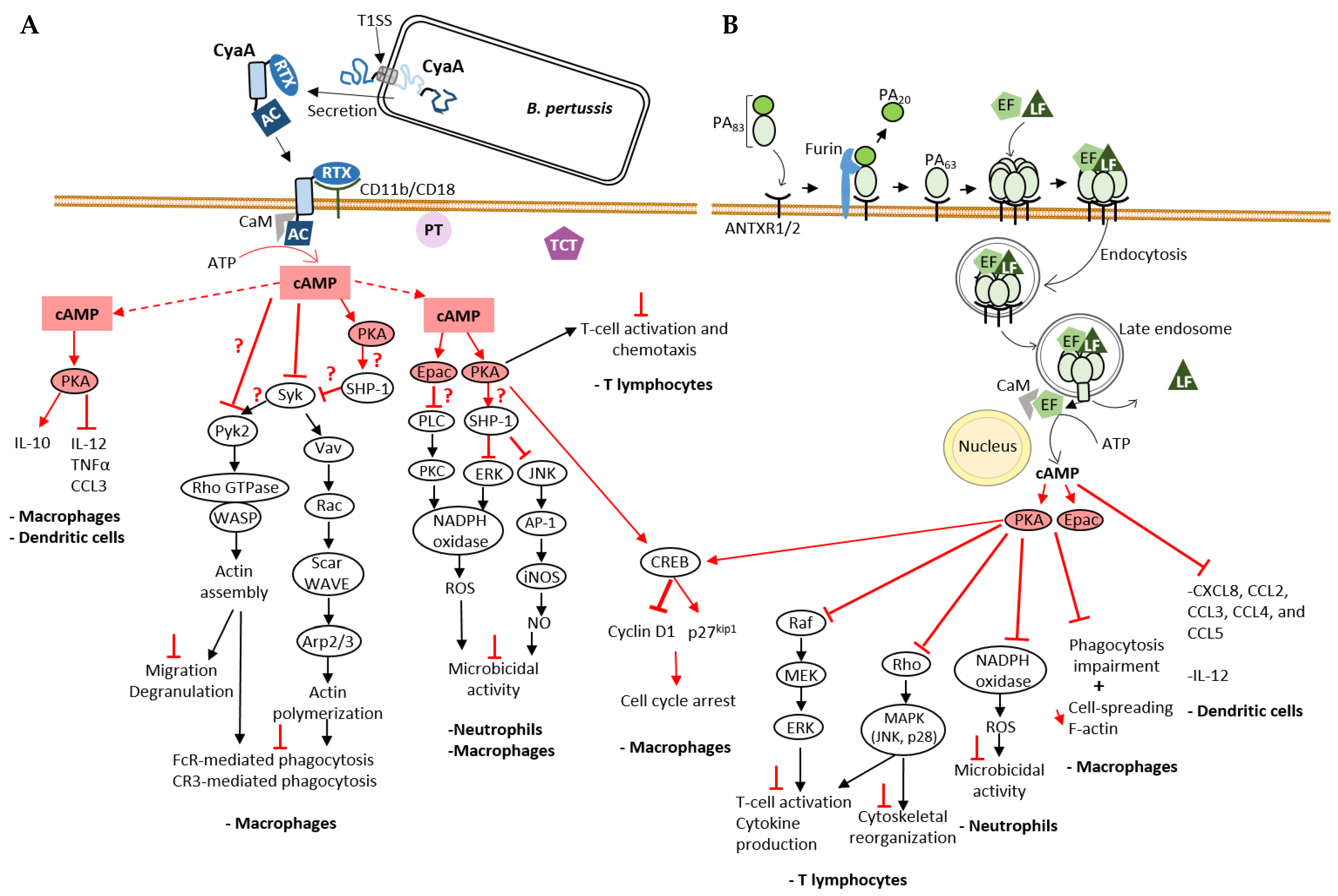 Ijms 23 06743 g003 550