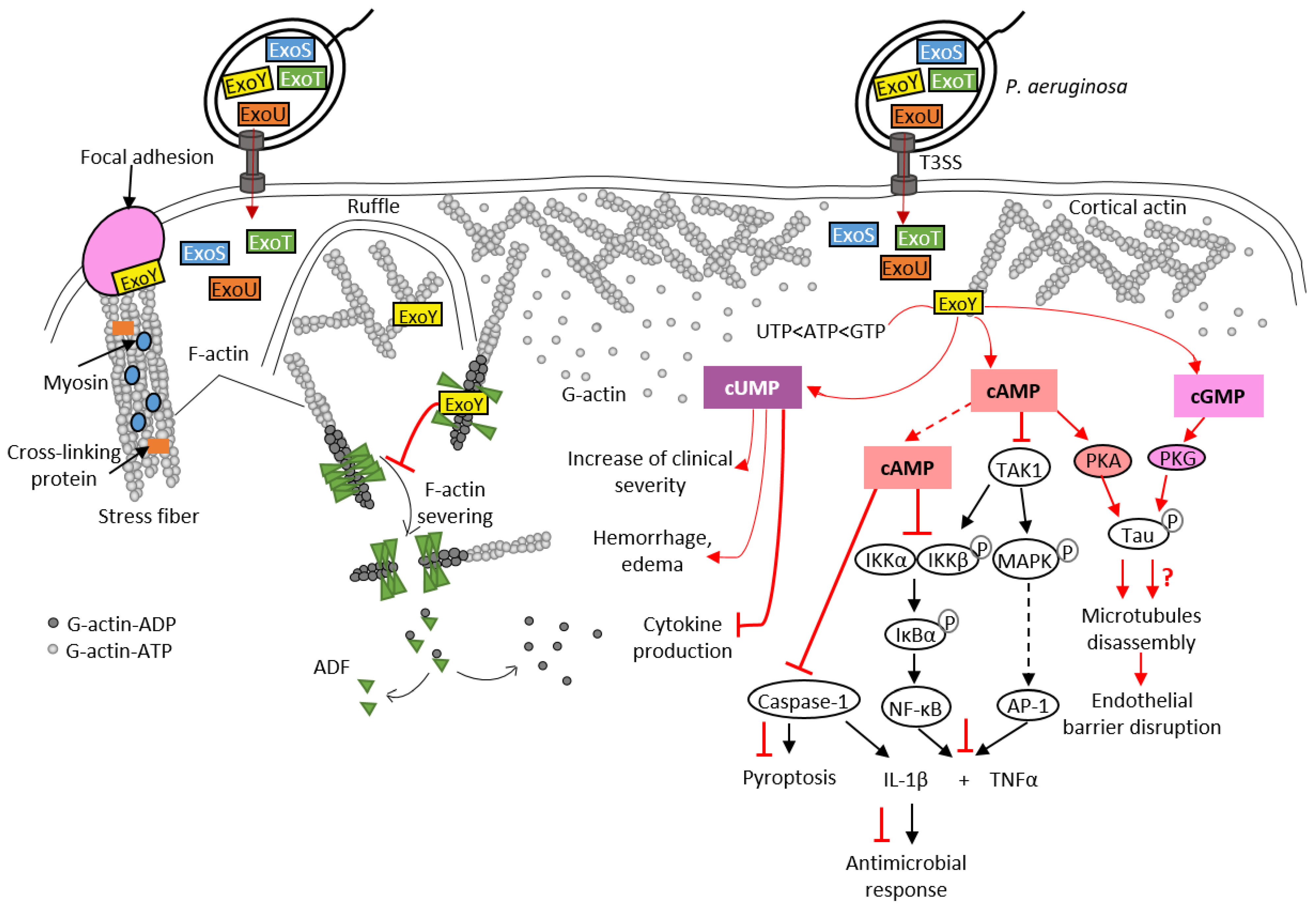 Ijms 23 06743 g006 550