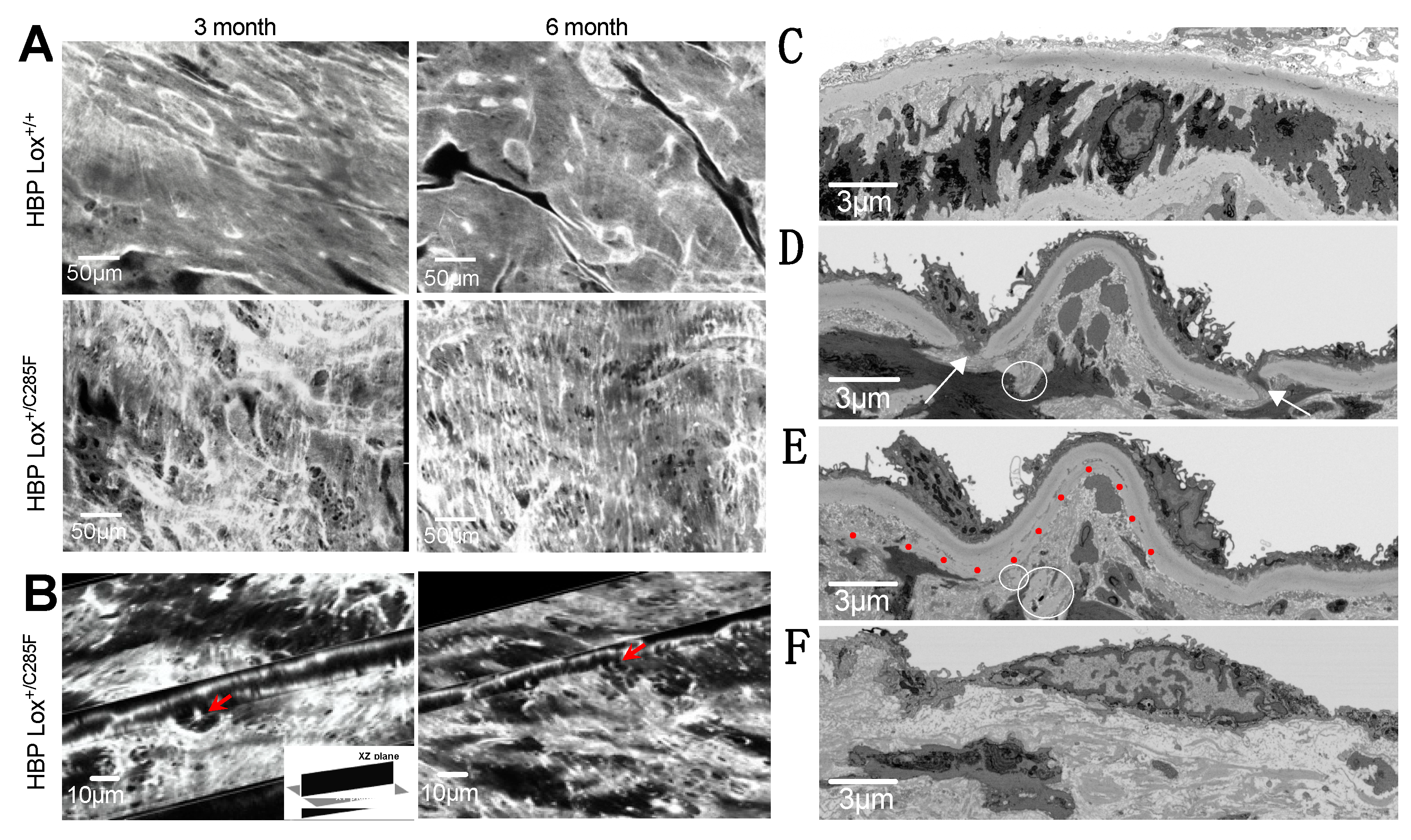 Ijms 23 06749 g005 550