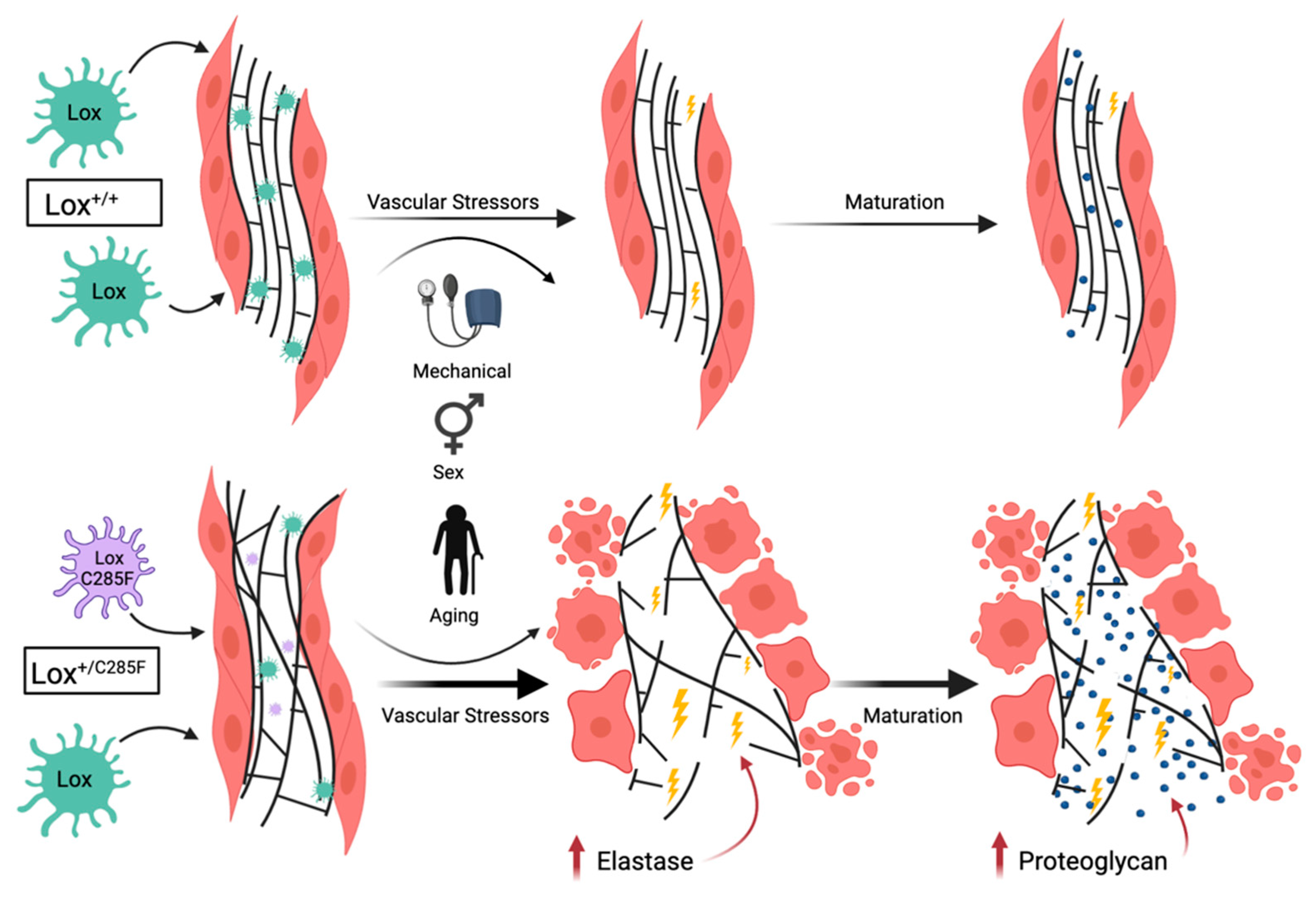 Copper-Binding Domain Variation in a Novel Murine Lysyl
