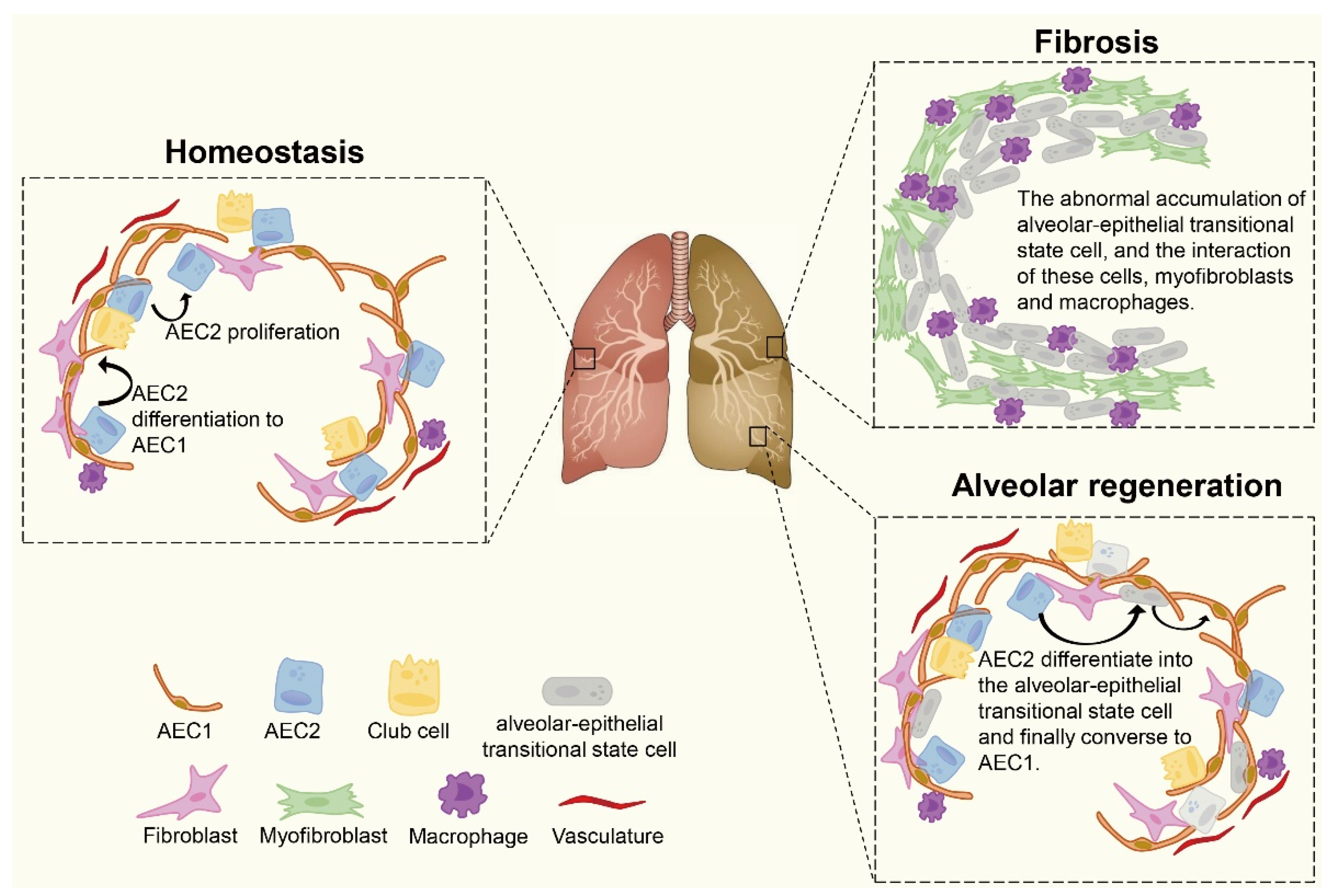 Ijms 23 06757 g002 Ijms 23 06757 g002