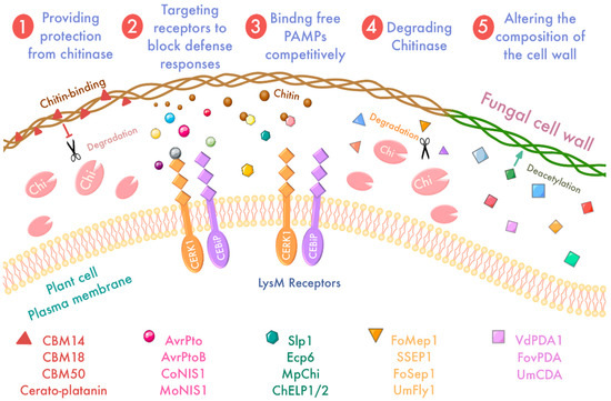 Action Mechanisms of Effectors in Plant-Pathogen Interaction