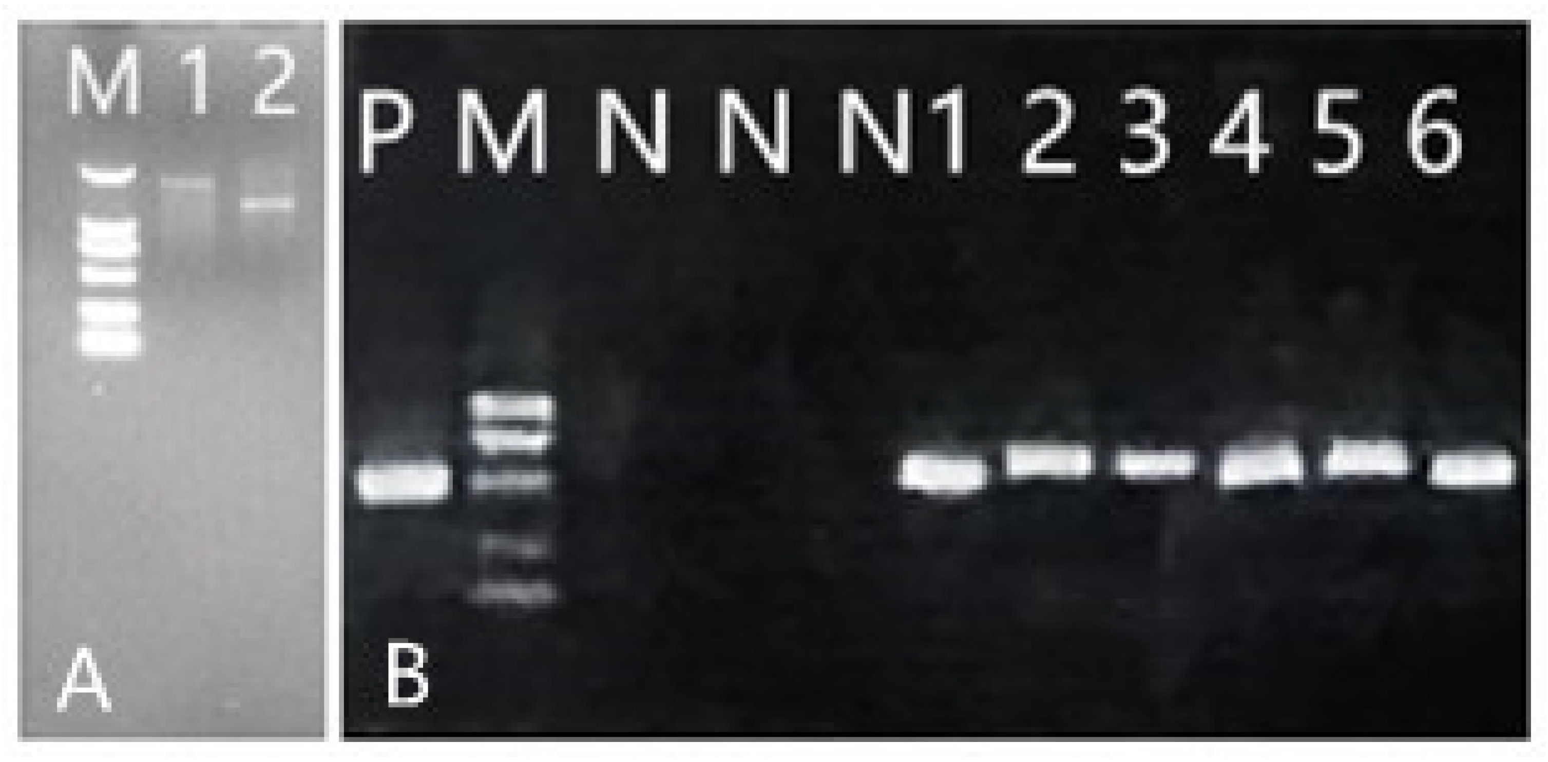 Ijms 23 06760 g004 550