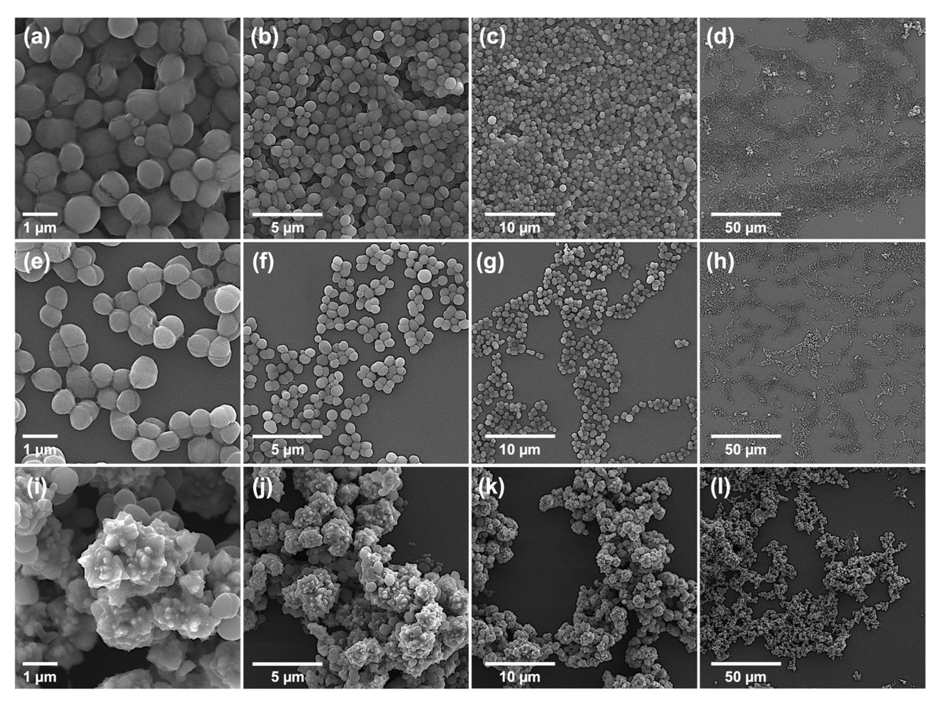 Ijms 23 06770 g005 550