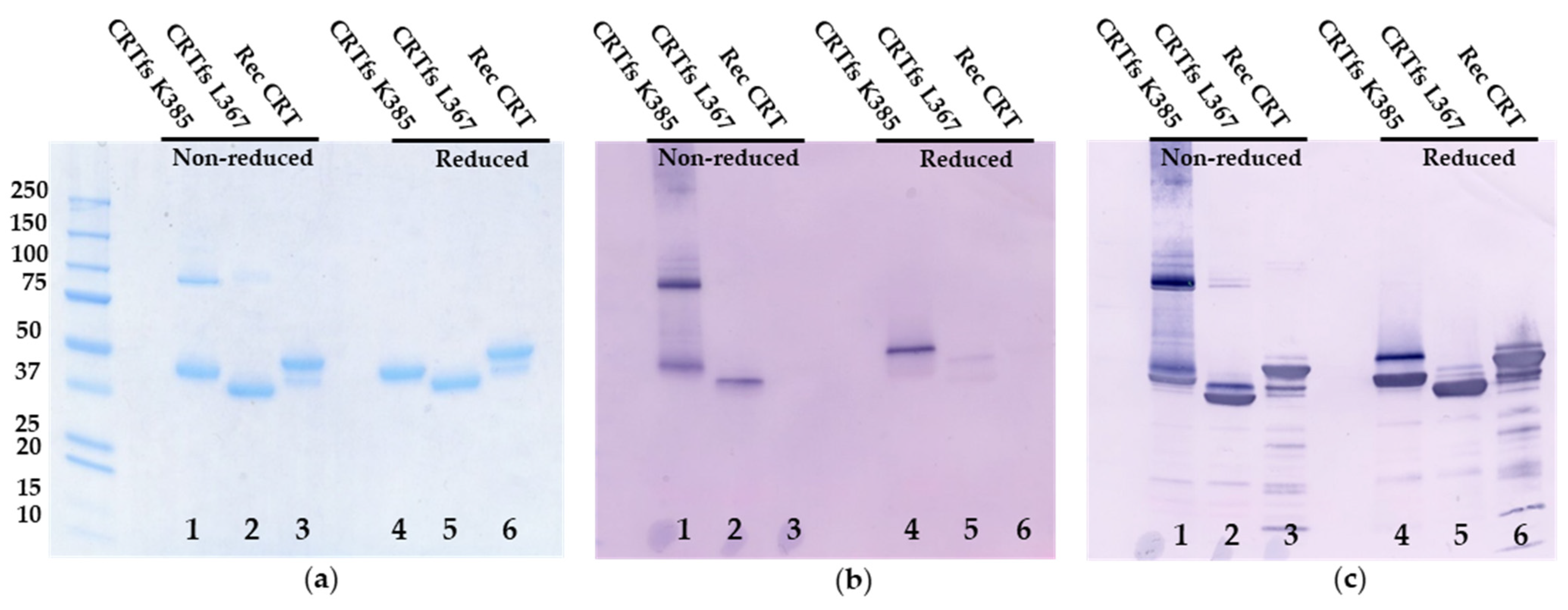 Ijms 23 06803 g008 550