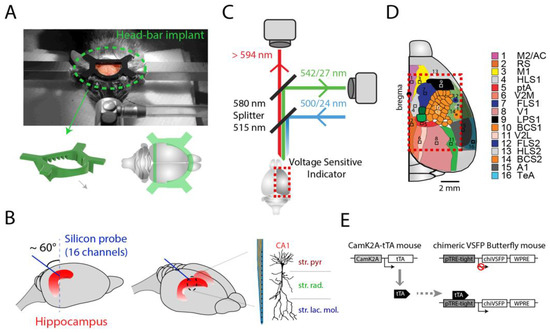 Optical Electrophysiology: Toward the Goal of Label-Free Voltage Imaging