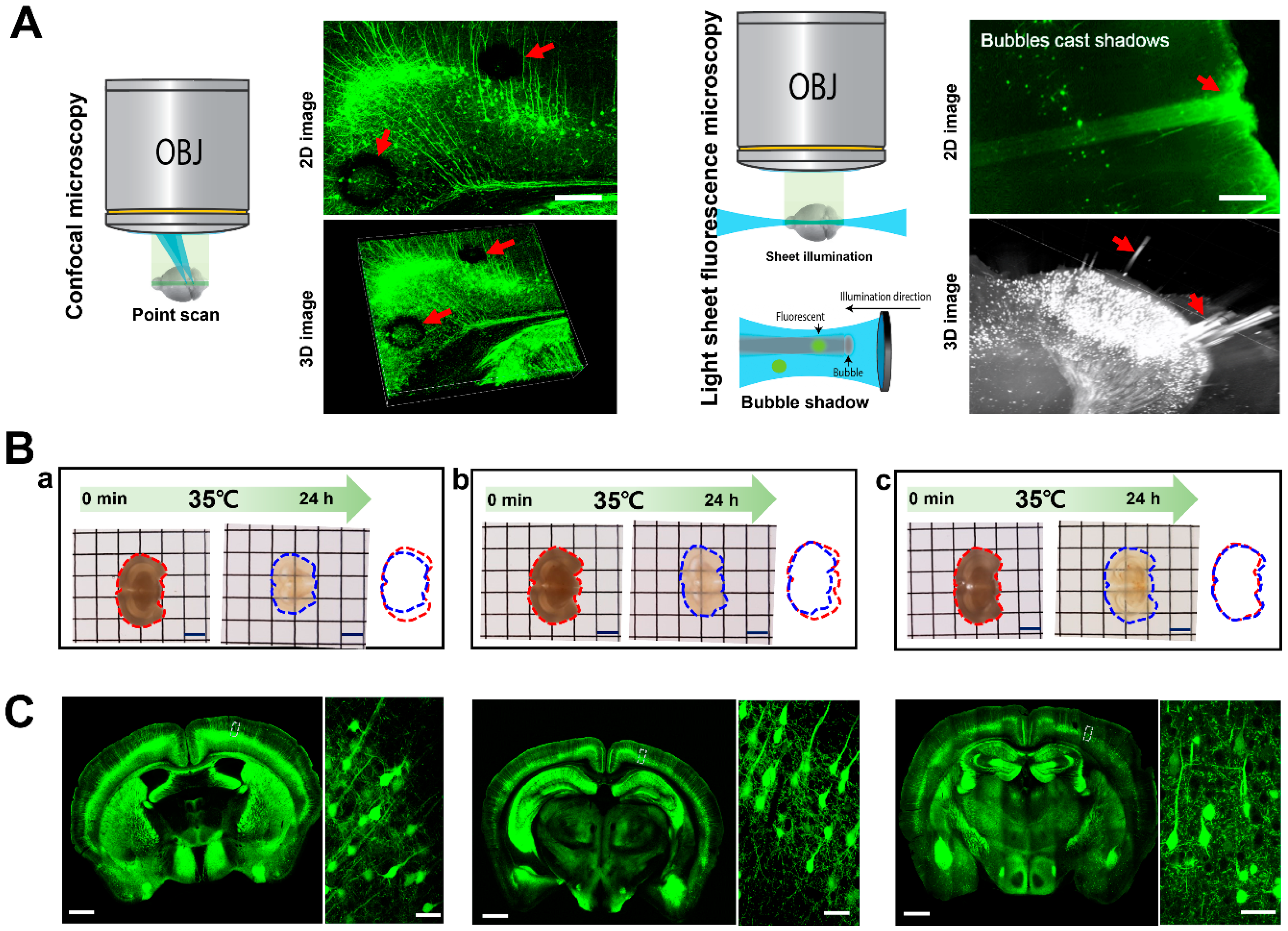 Ijms 23 06826 g001 550