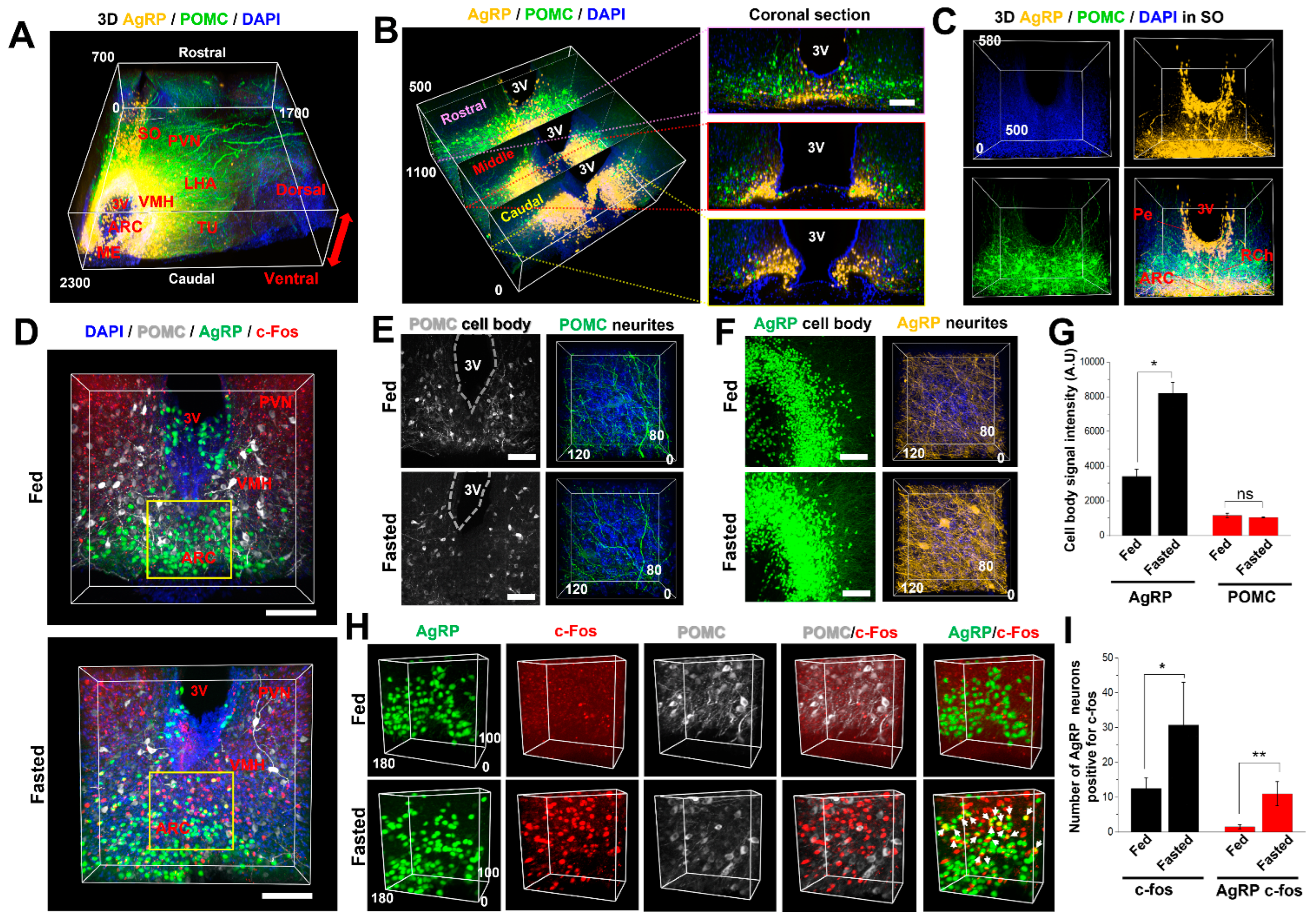 Ijms 23 06826 g006 550