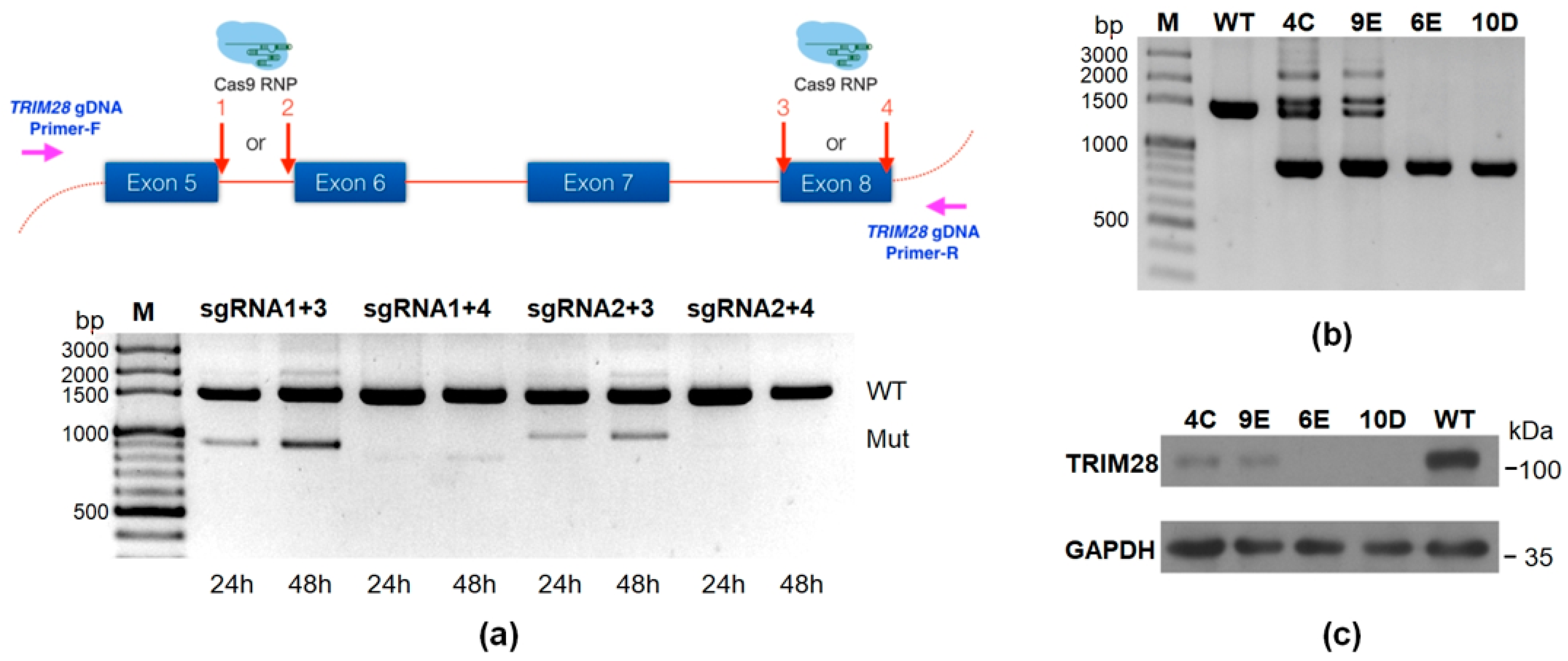Ijms 23 06839 g001 550