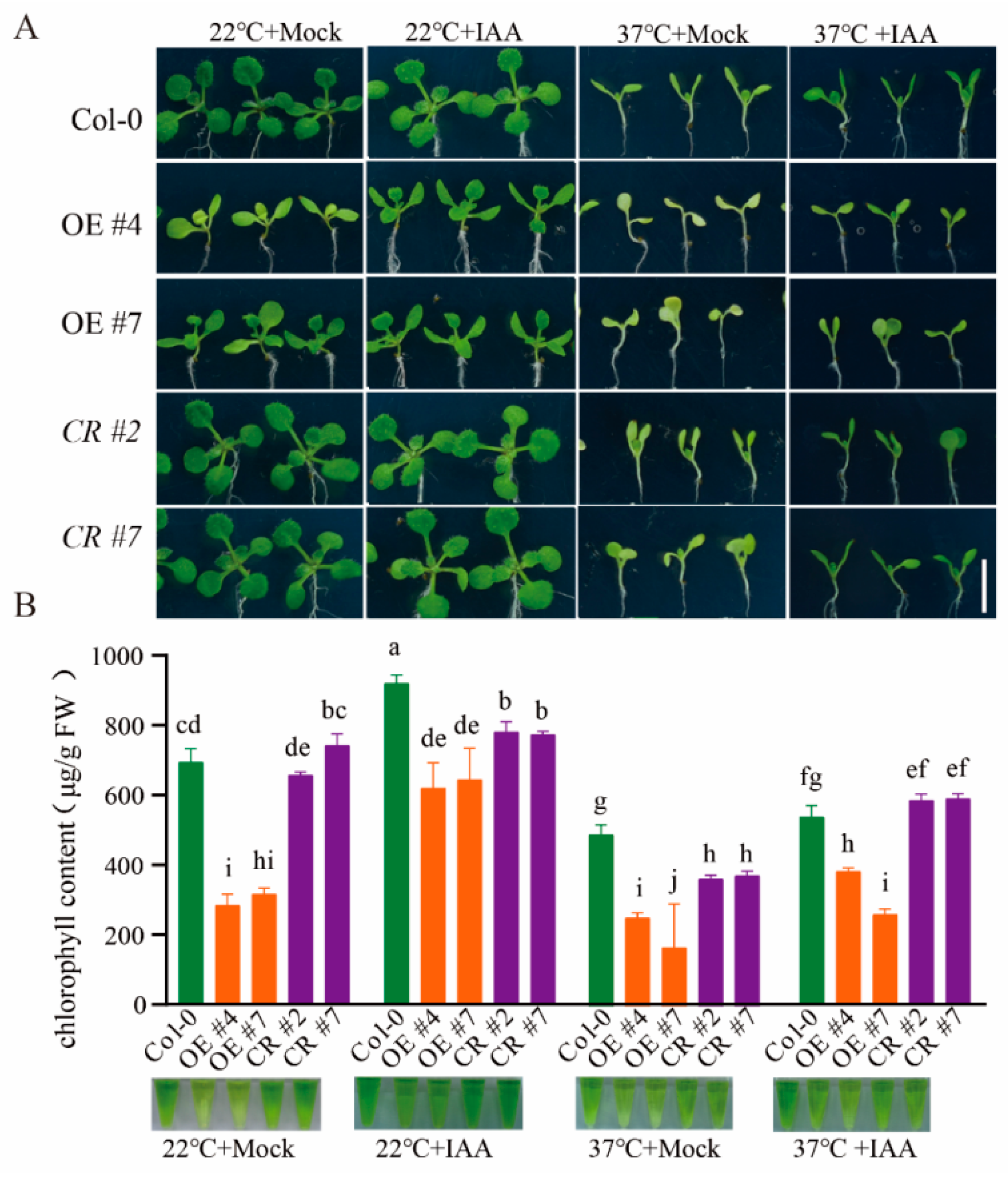 Ijms 23 06841 g007 550