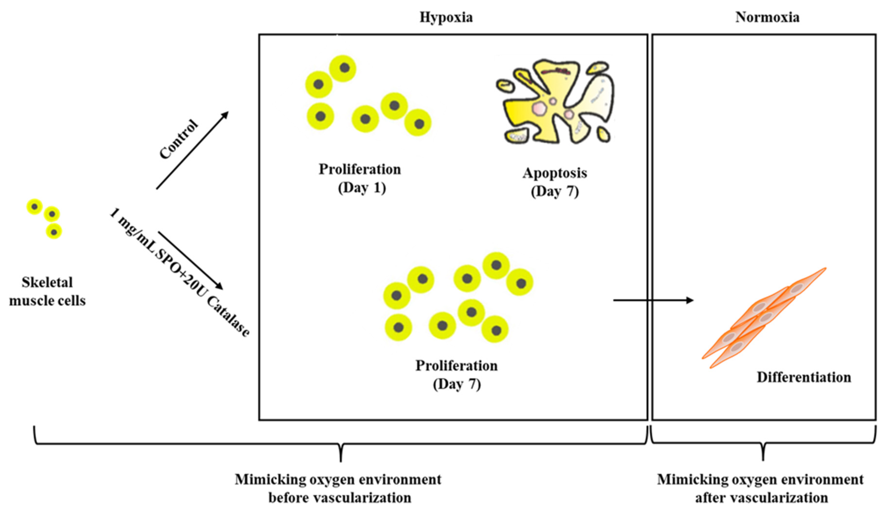 Ijms 23 06842 g006 550