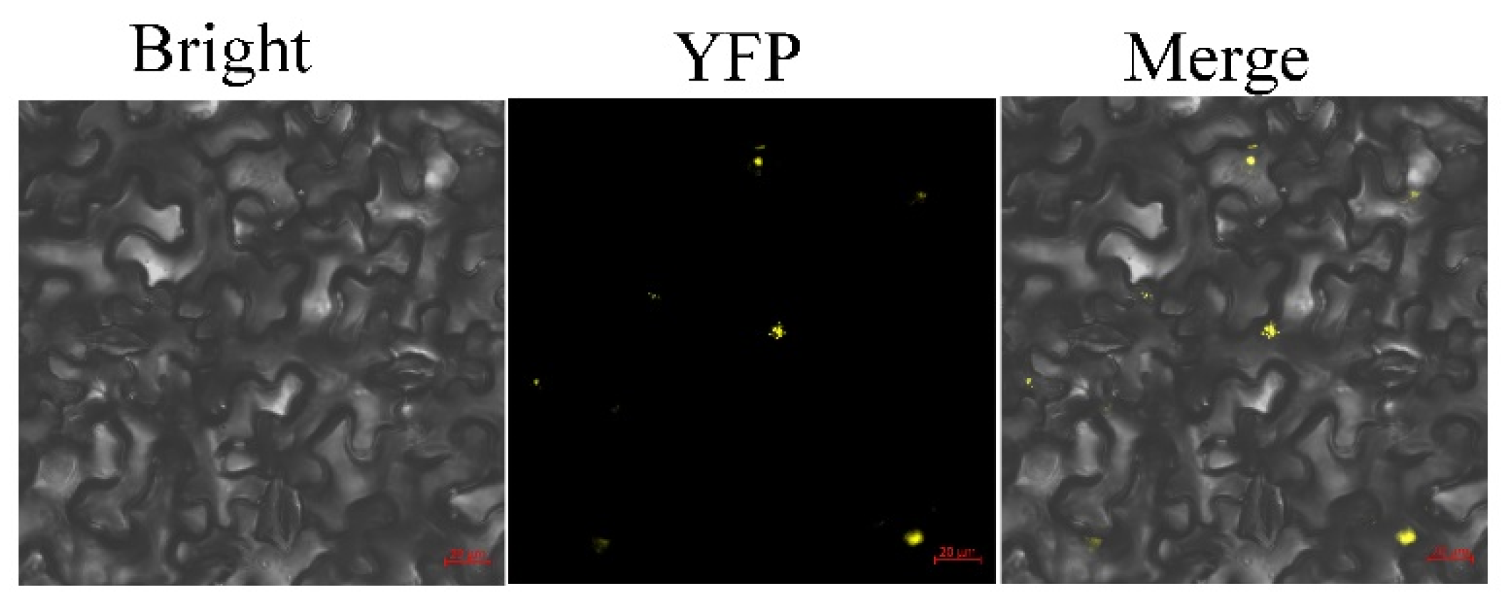 Ijms 23 06844 g002 550