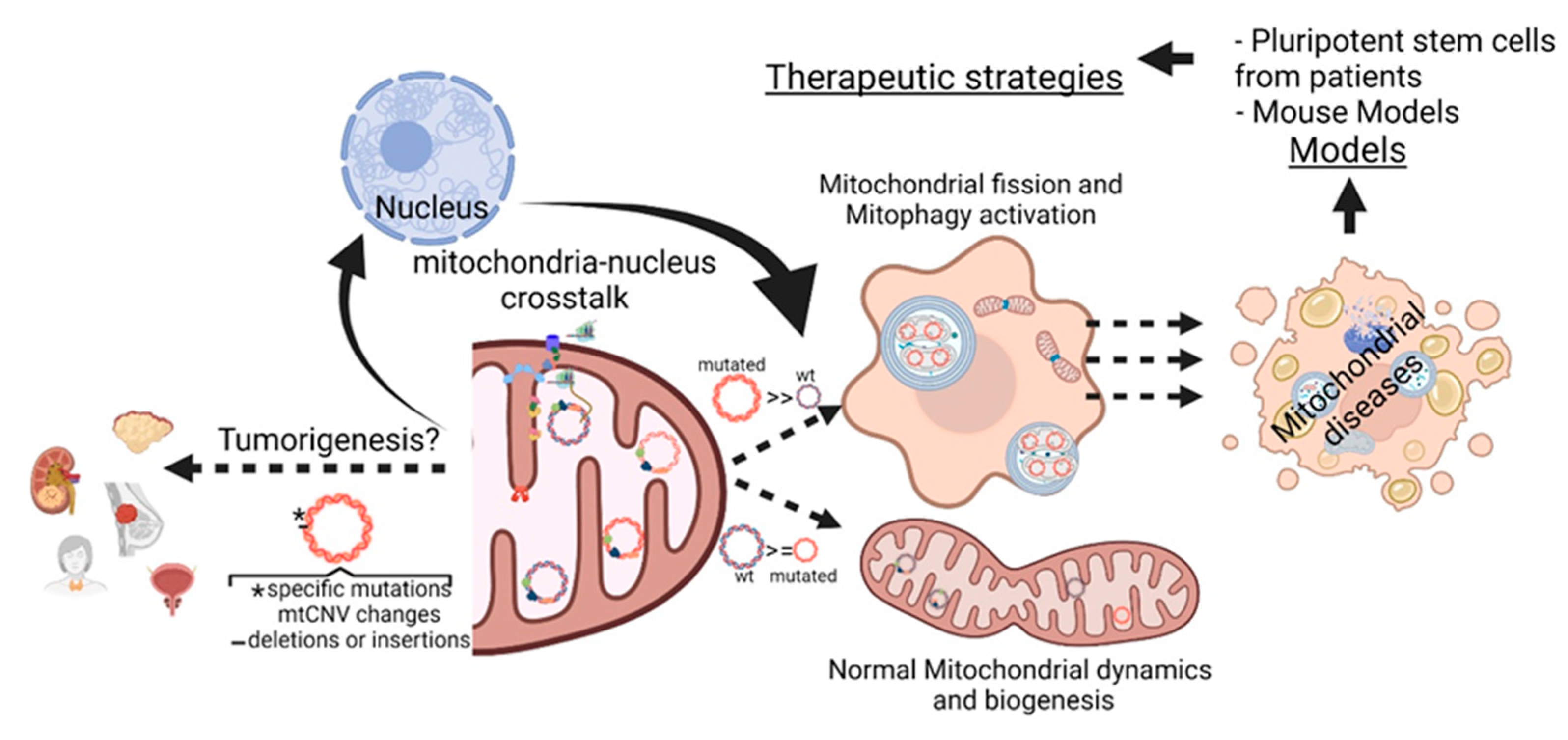 Ijms 23 06845 g001 550