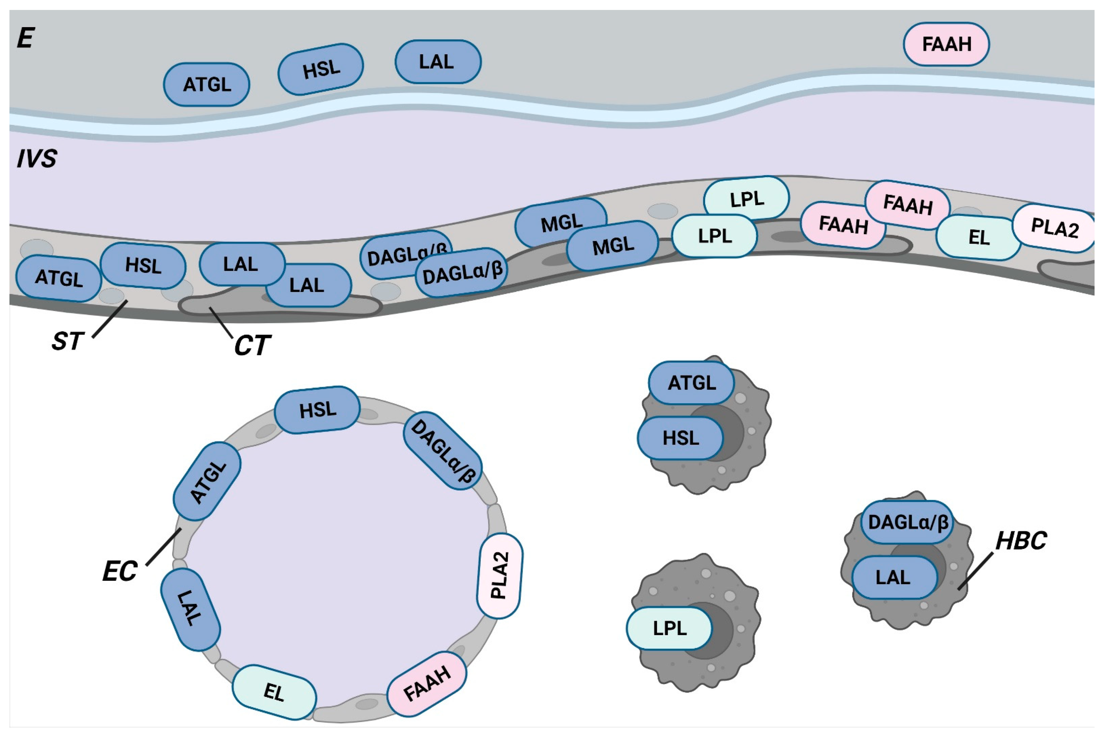 Ijms 23 06851 g002b Ijms 23 06851 g002b