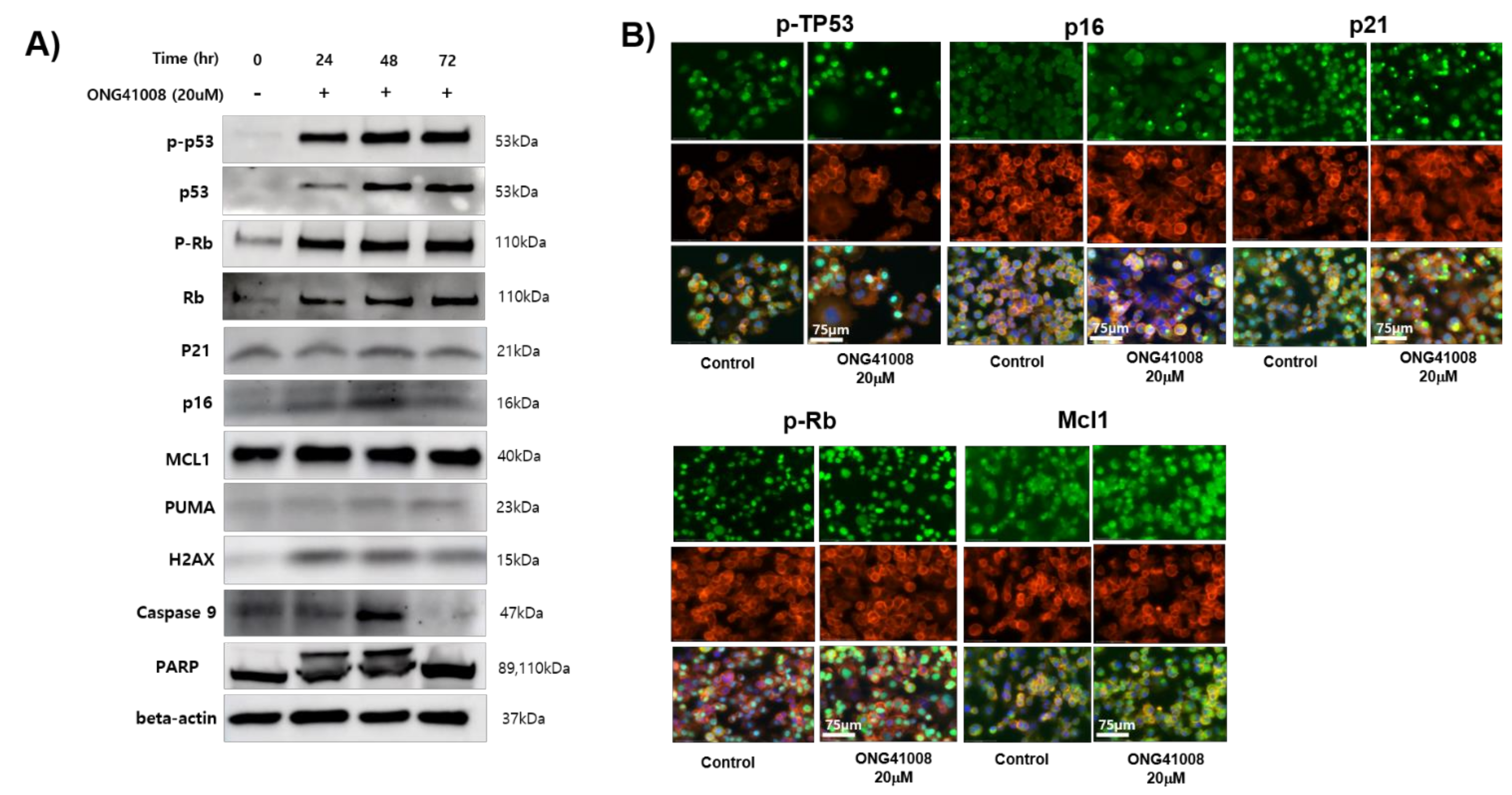 Ijms 23 06852 g008 550