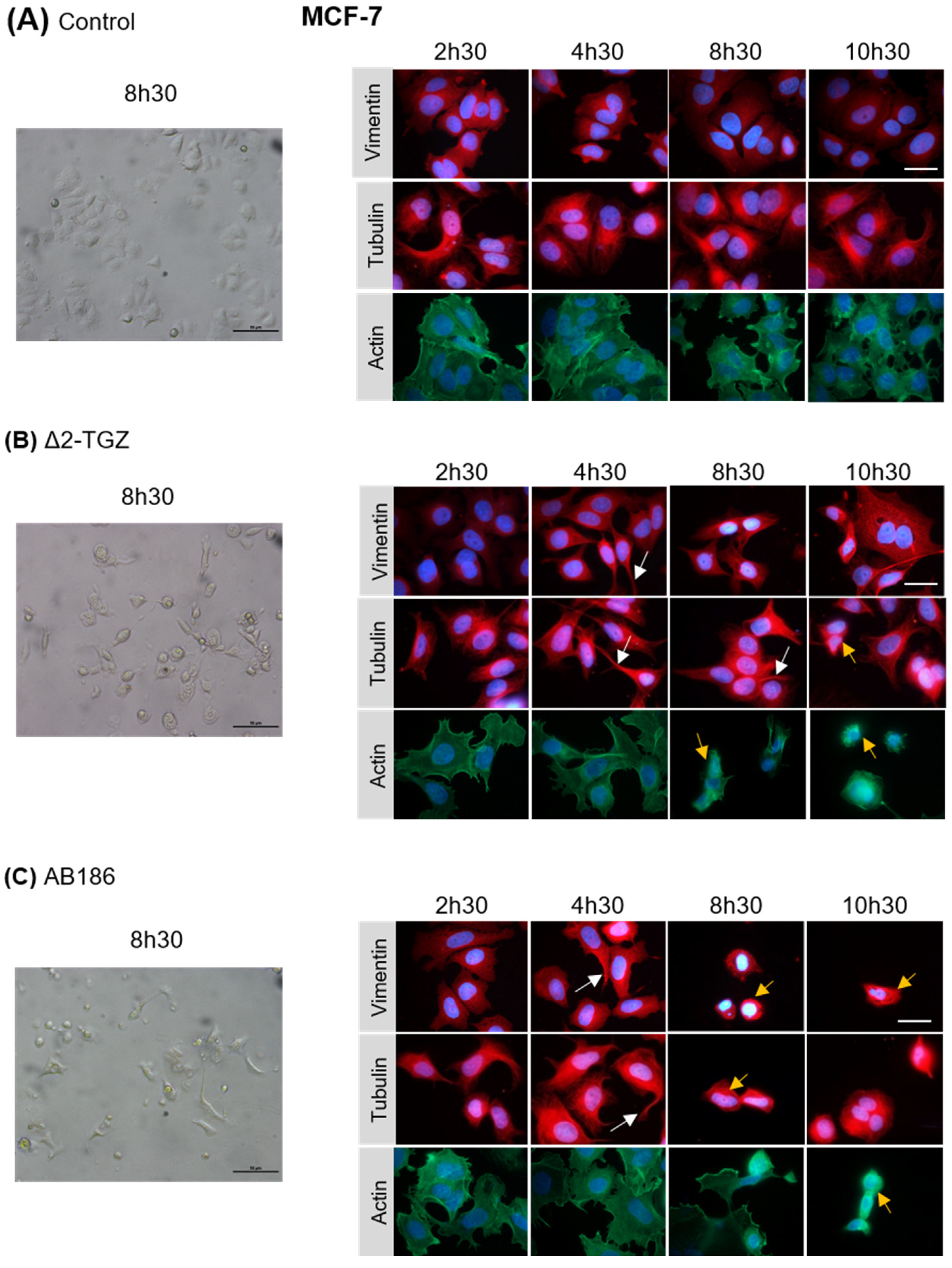 Ijms 23 06859 g004 550