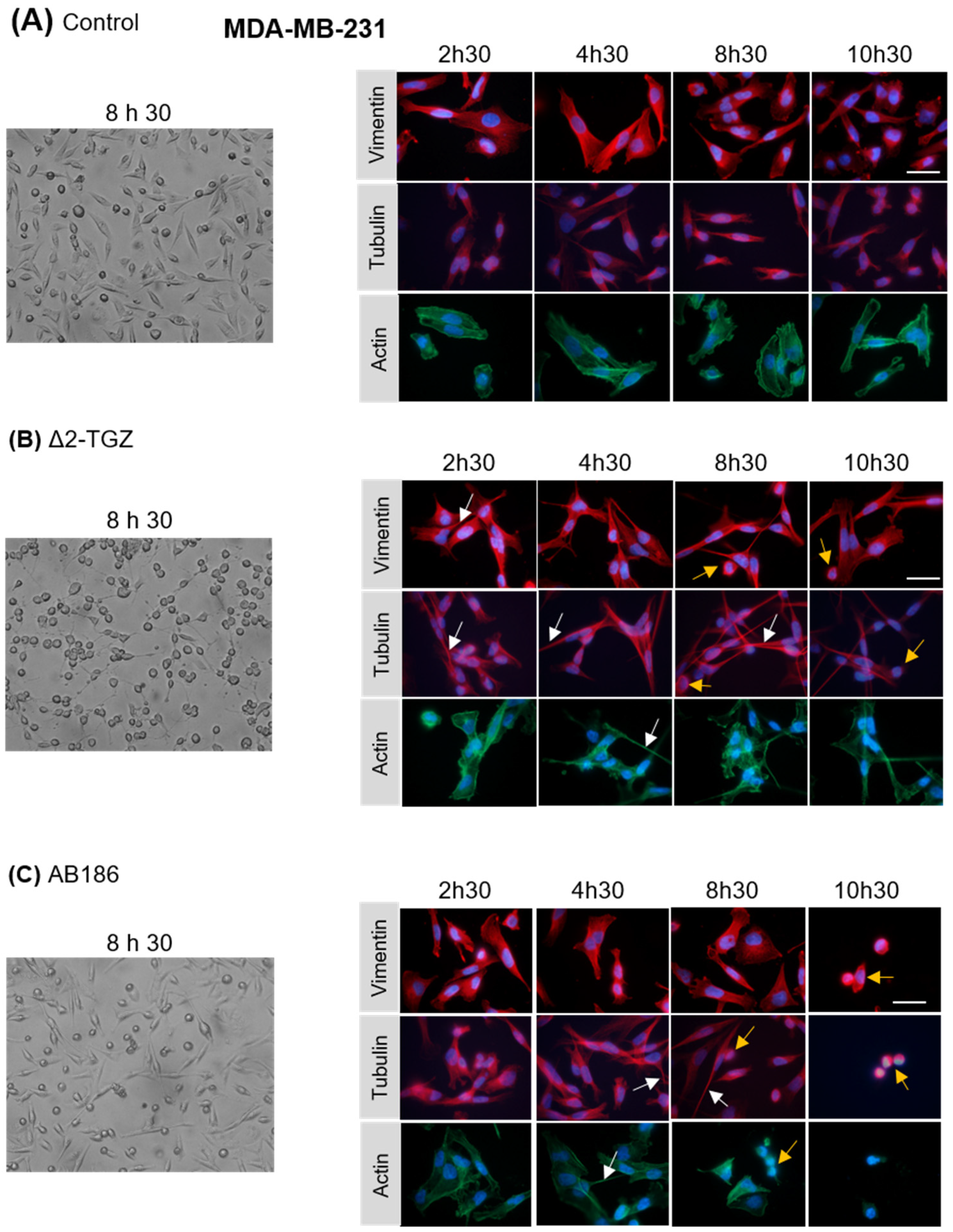 Ijms 23 06859 g005 550