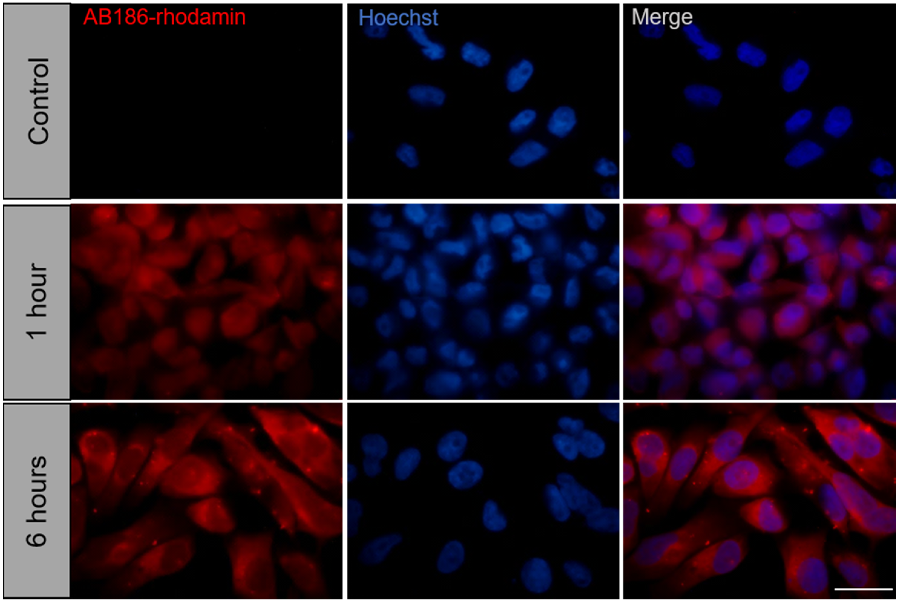 Ijms 23 06859 g007 550