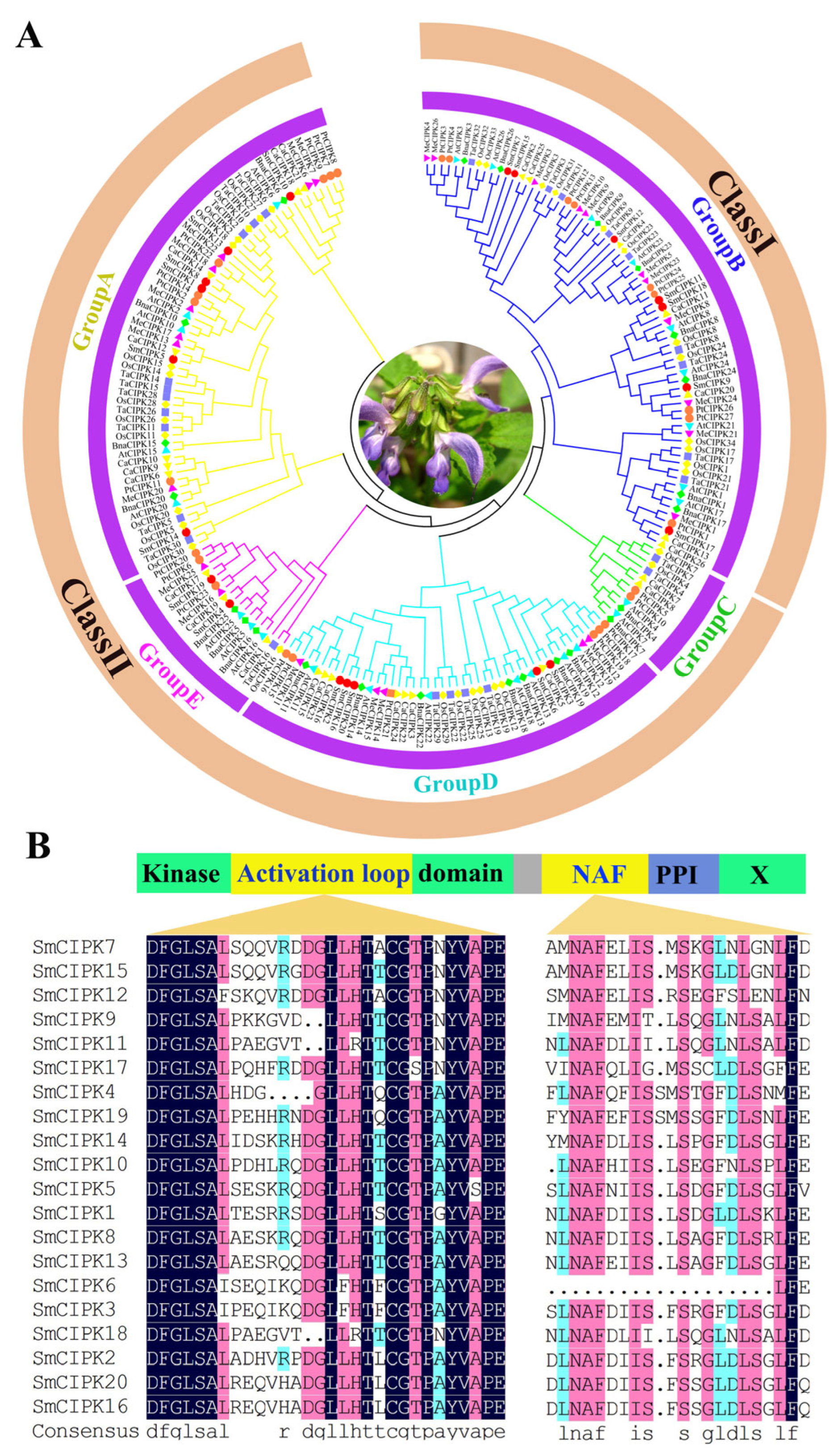 Ijms 23 06861 g001 550