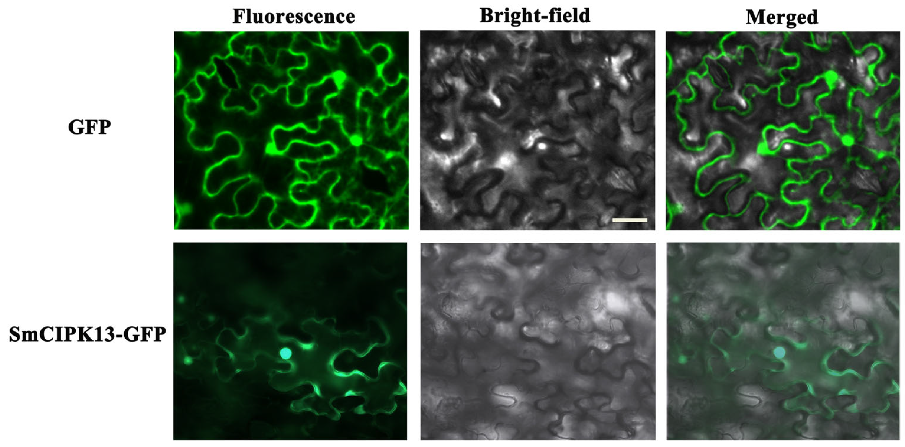 Ijms 23 06861 g006 550