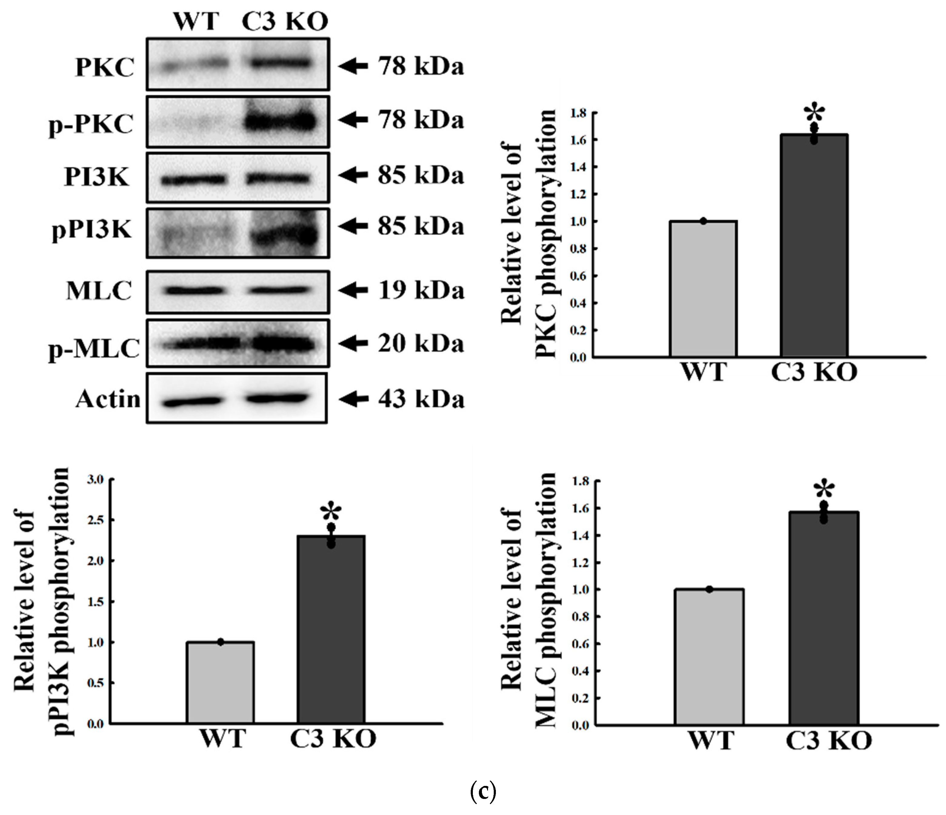 Ijms 23 06862 g005b Ijms 23 06862 g005b